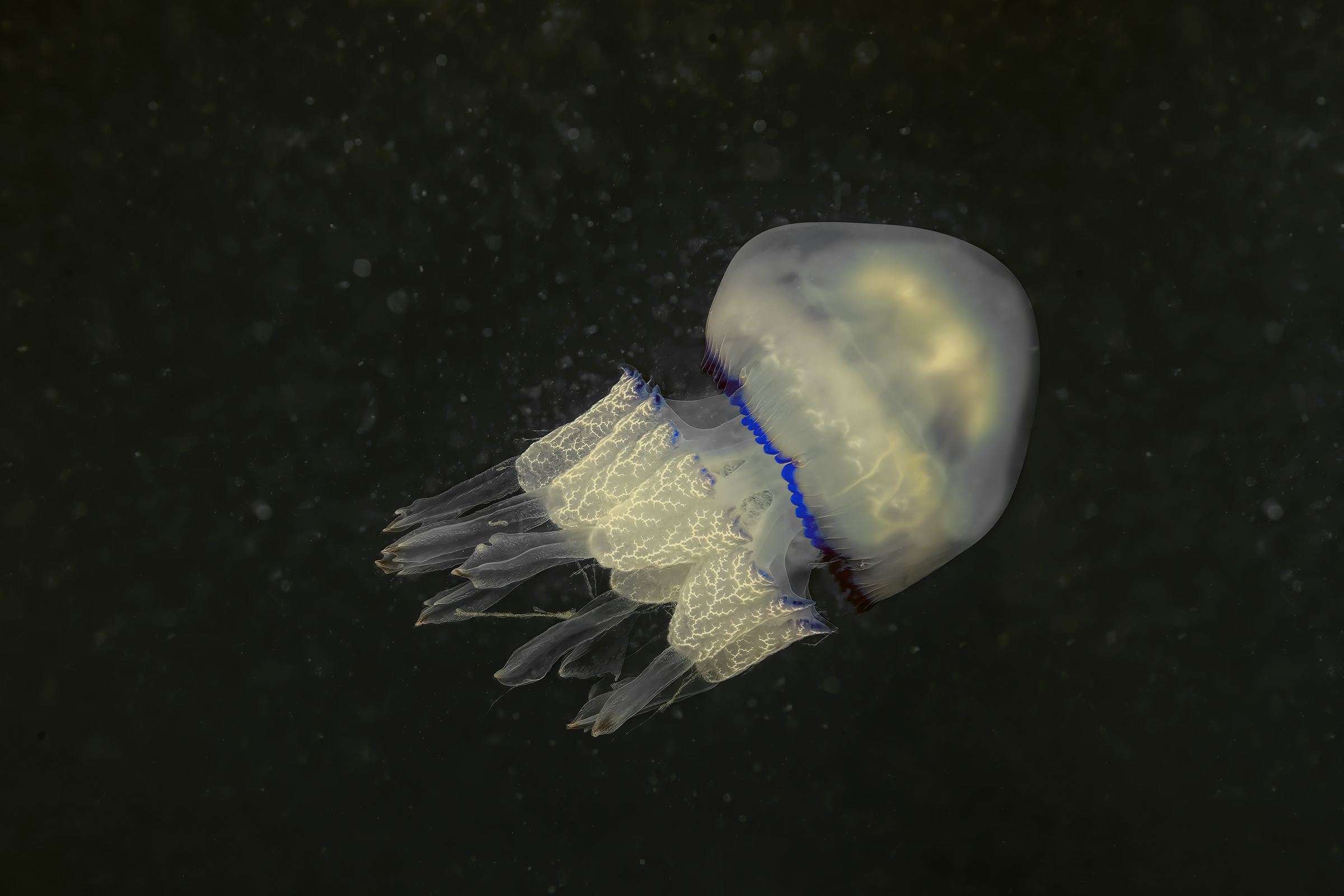" jellyfish: Rhizostoma pulmo "