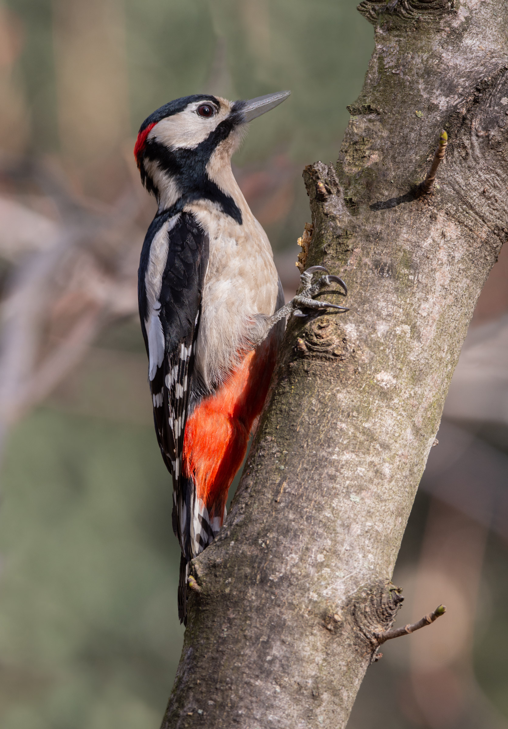 Picchio rosso maggiore (m)