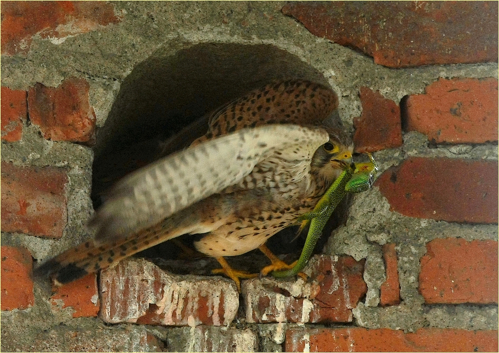 ,, the Gheppio and the Ramarro,,