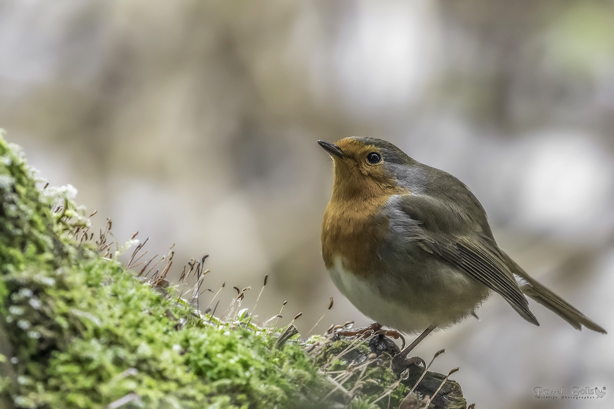 Pettirosso europeo (Erithacus rubecula)