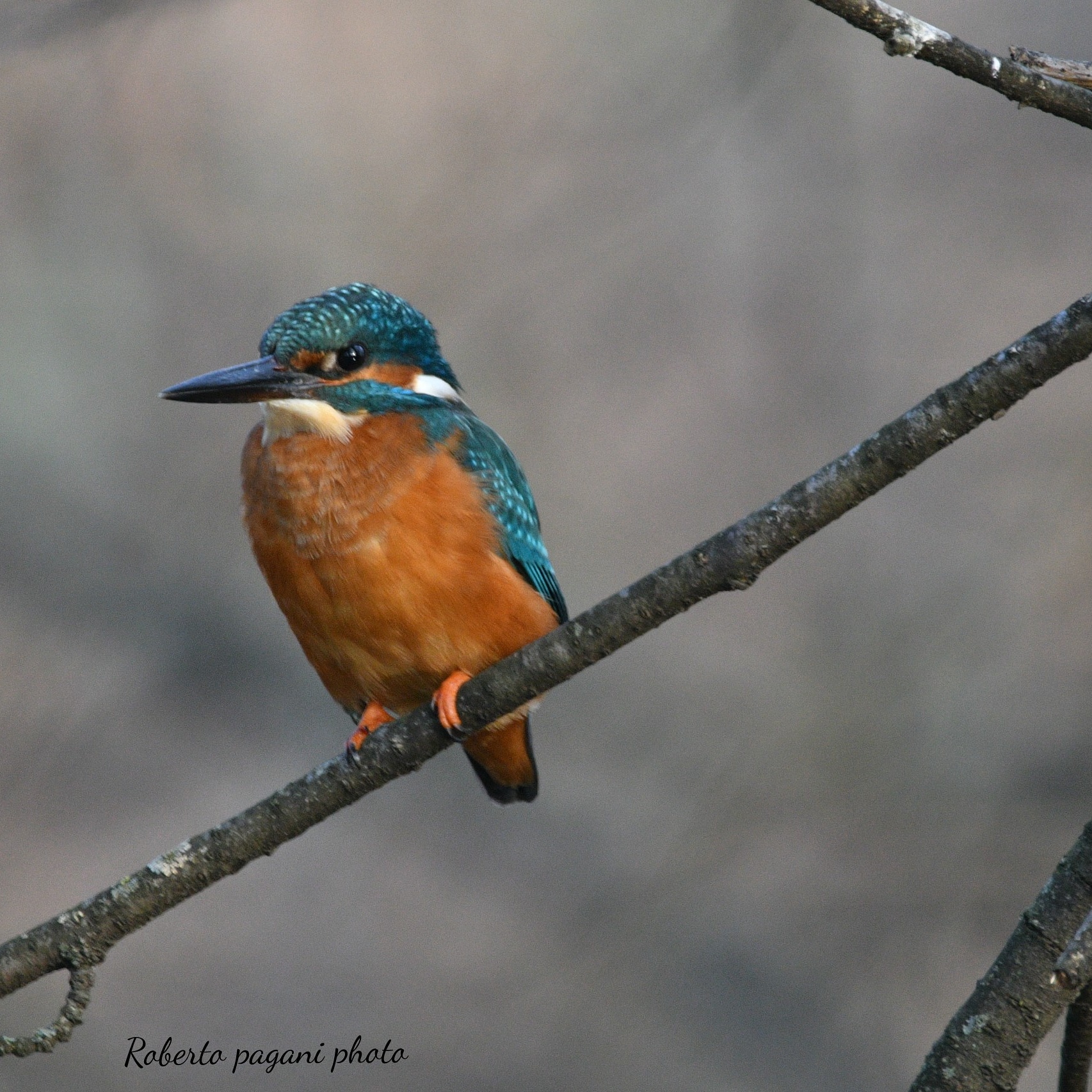 Kingfisher