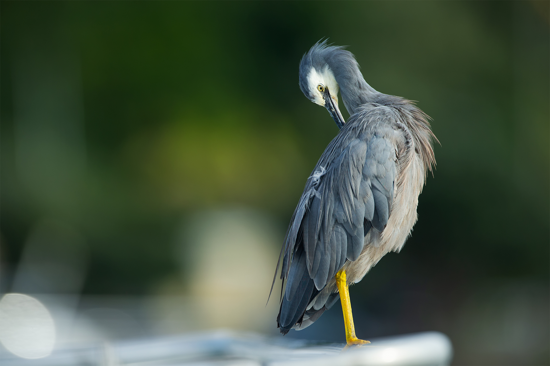 Egretta novaehollandiae (White-faced heron)
