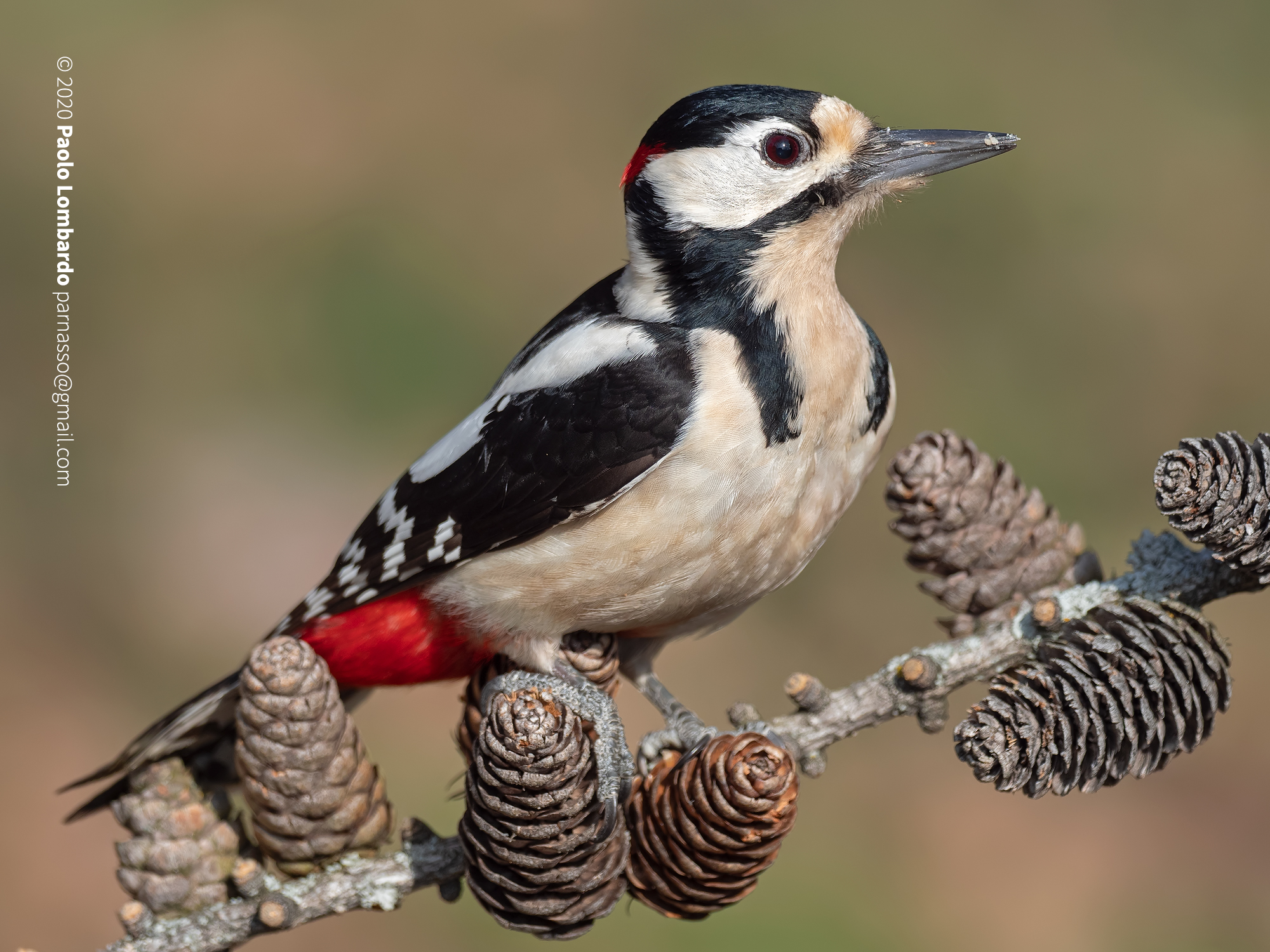 Dendrocopos major - Great spotted woodpecker - Picchio