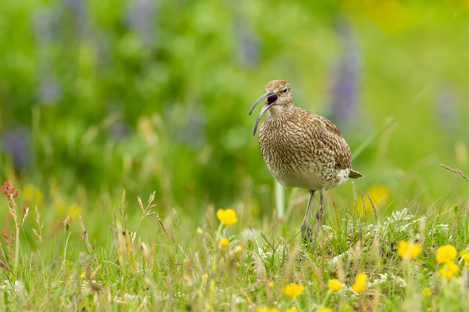 Numenius phaeopus