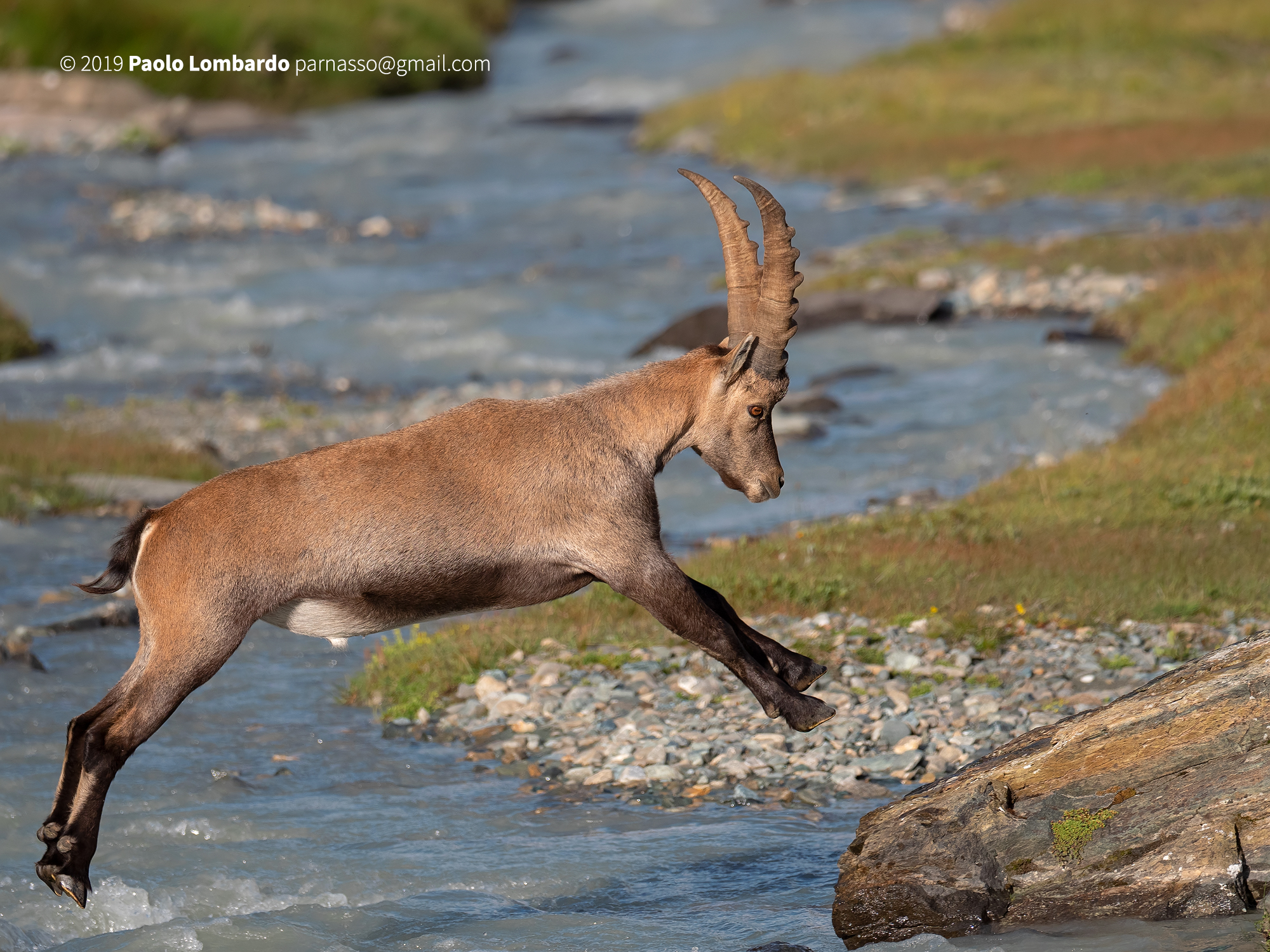 Capra ibex - Steinbock - Stambecco