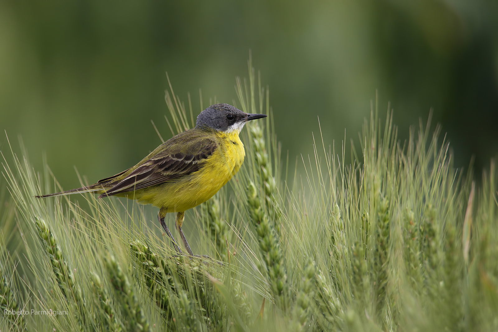 Cutrettola and wheat