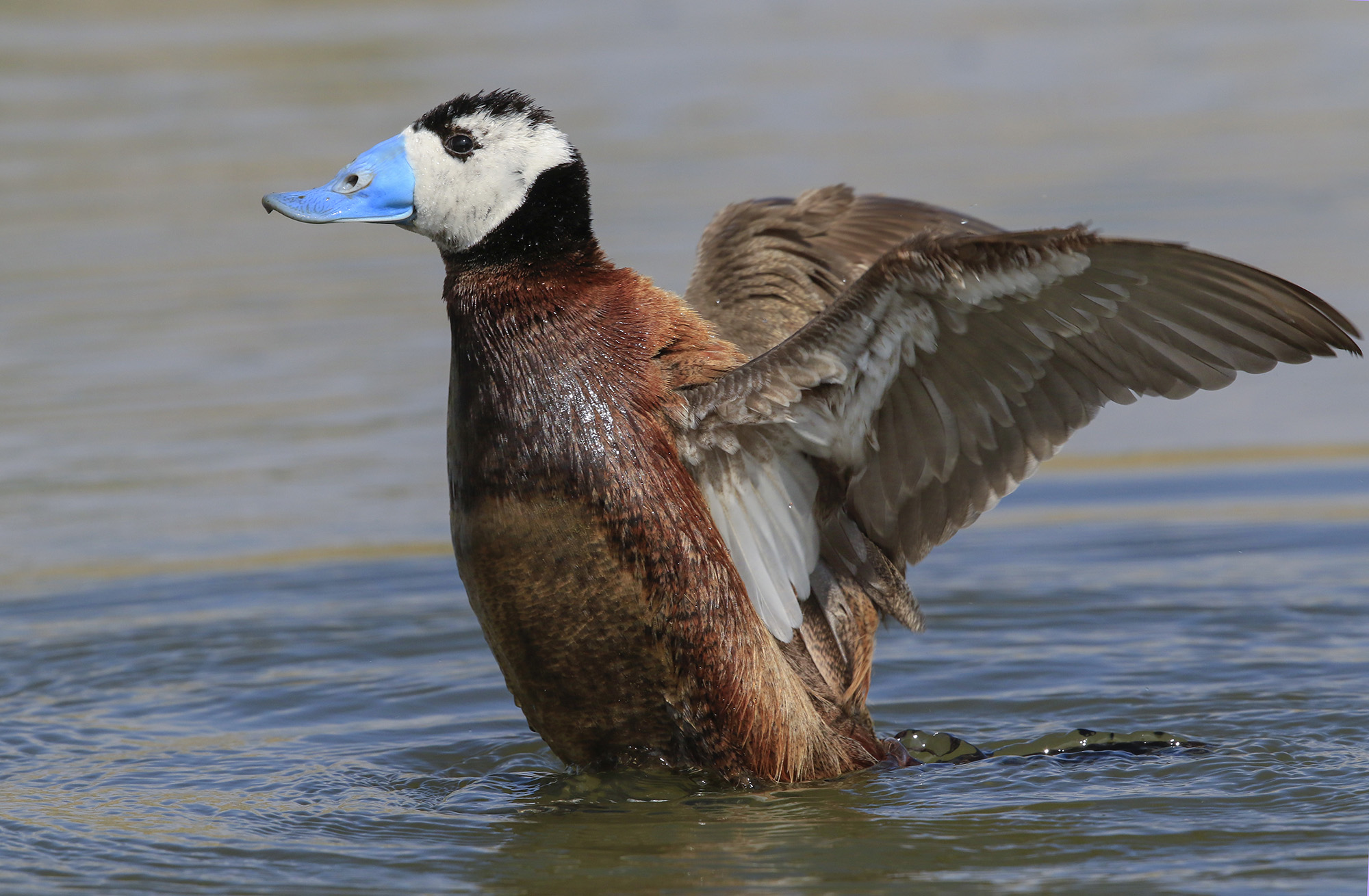 rusty hunchback active