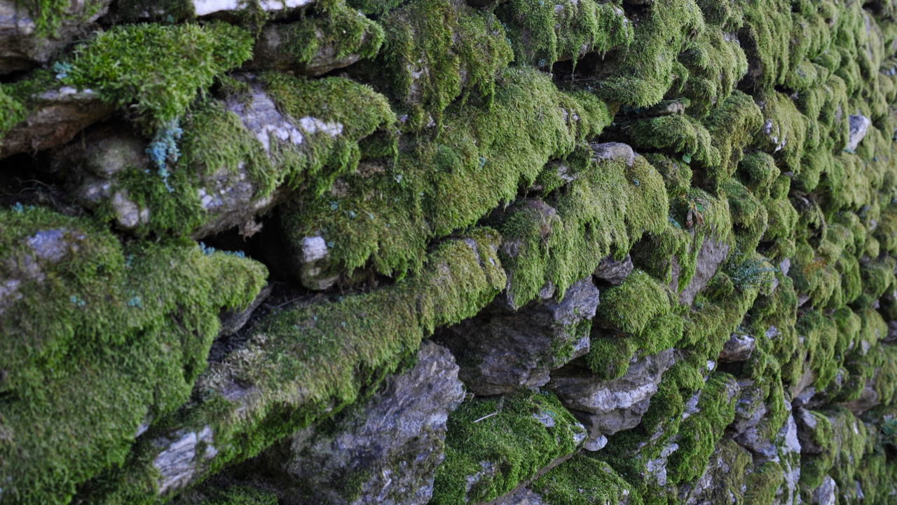 il muro della...speranza
