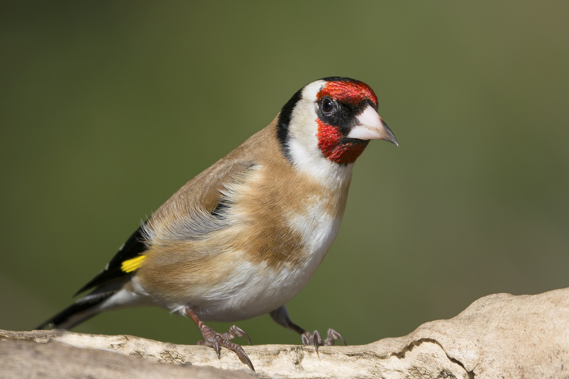 Goldfinch