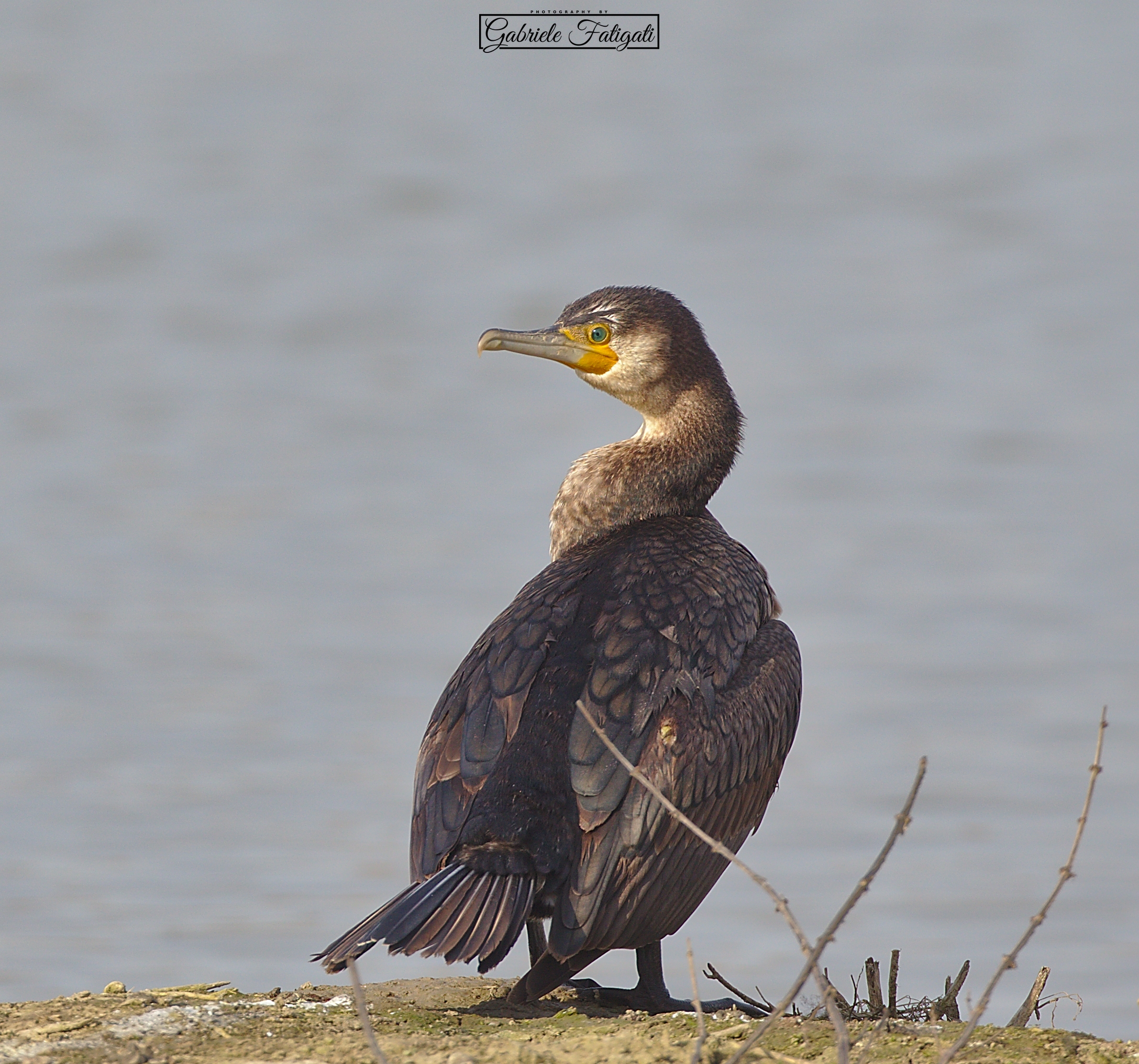 The cormorant's twist