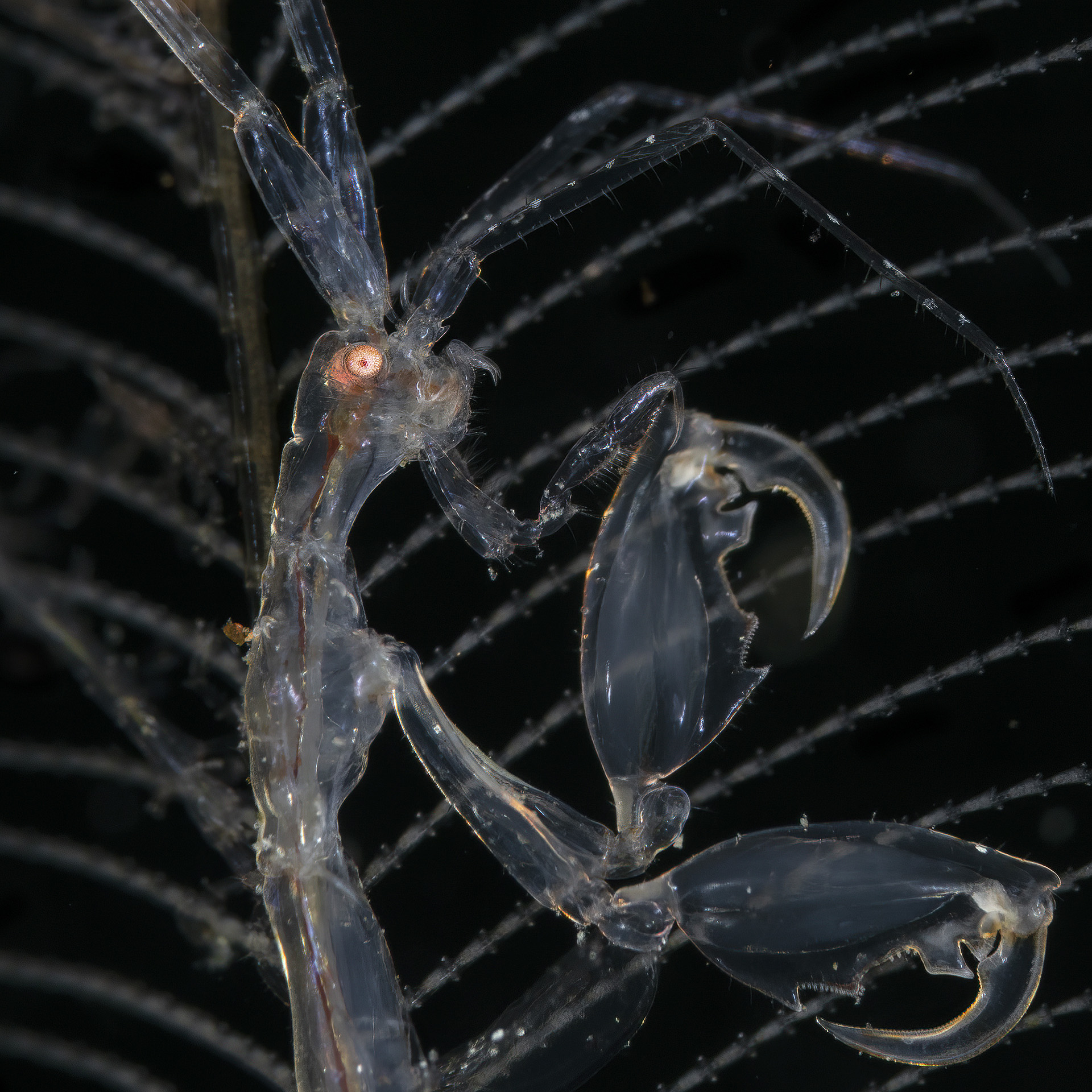 skeleton shrimp . caprella sp.