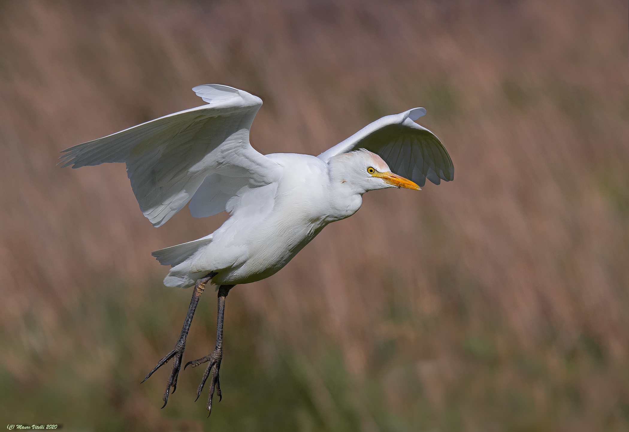 Airone Guardabuoi (Bulbulcus ibis)