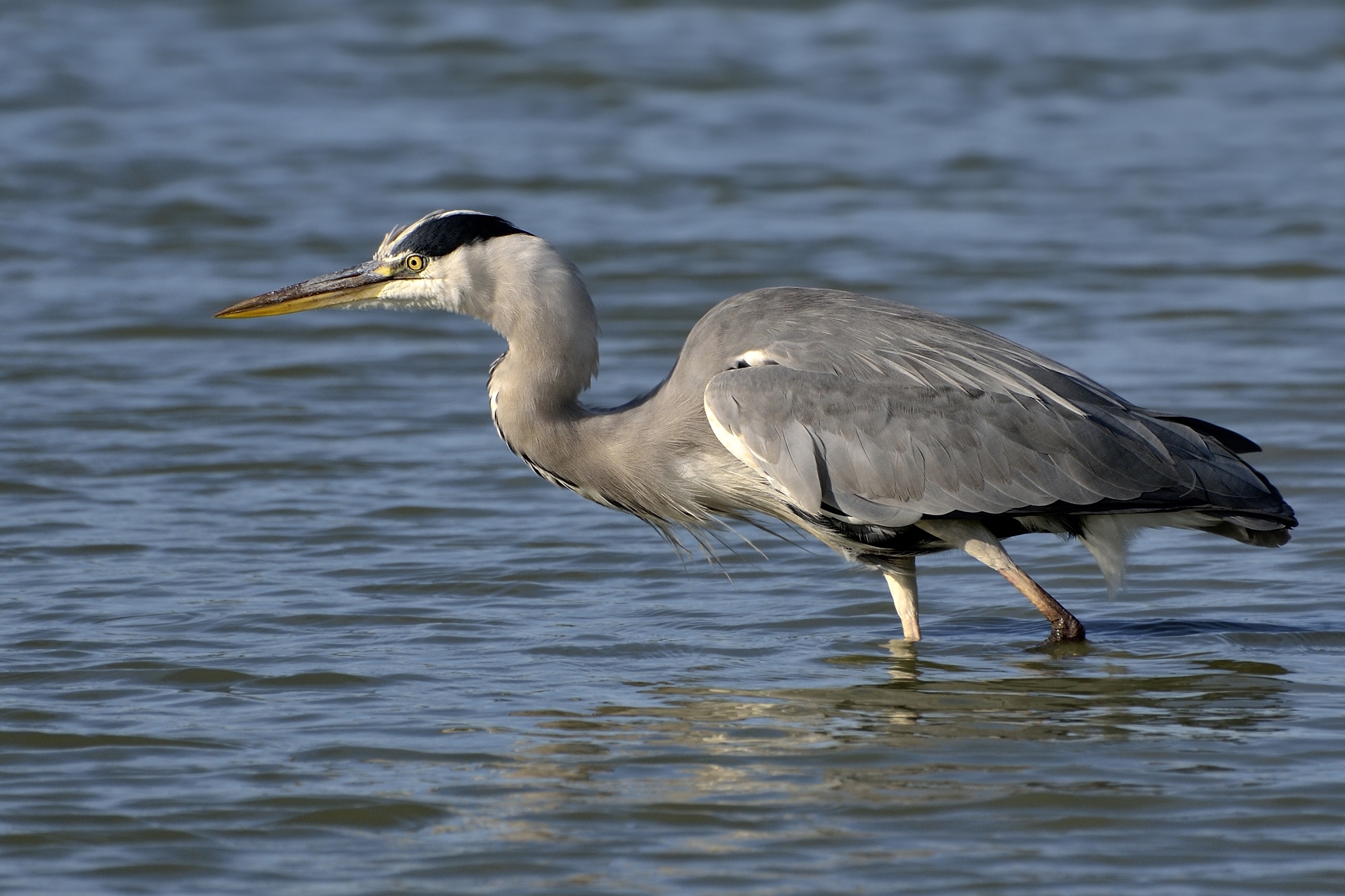 Heron