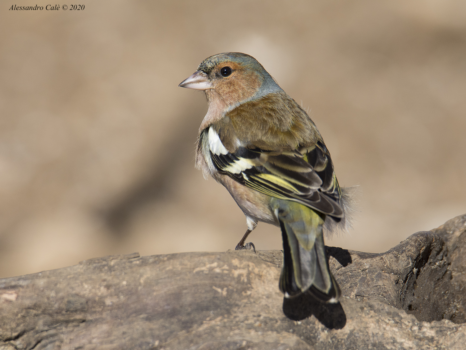 Fringilla coelebs (Fringuello) 6048