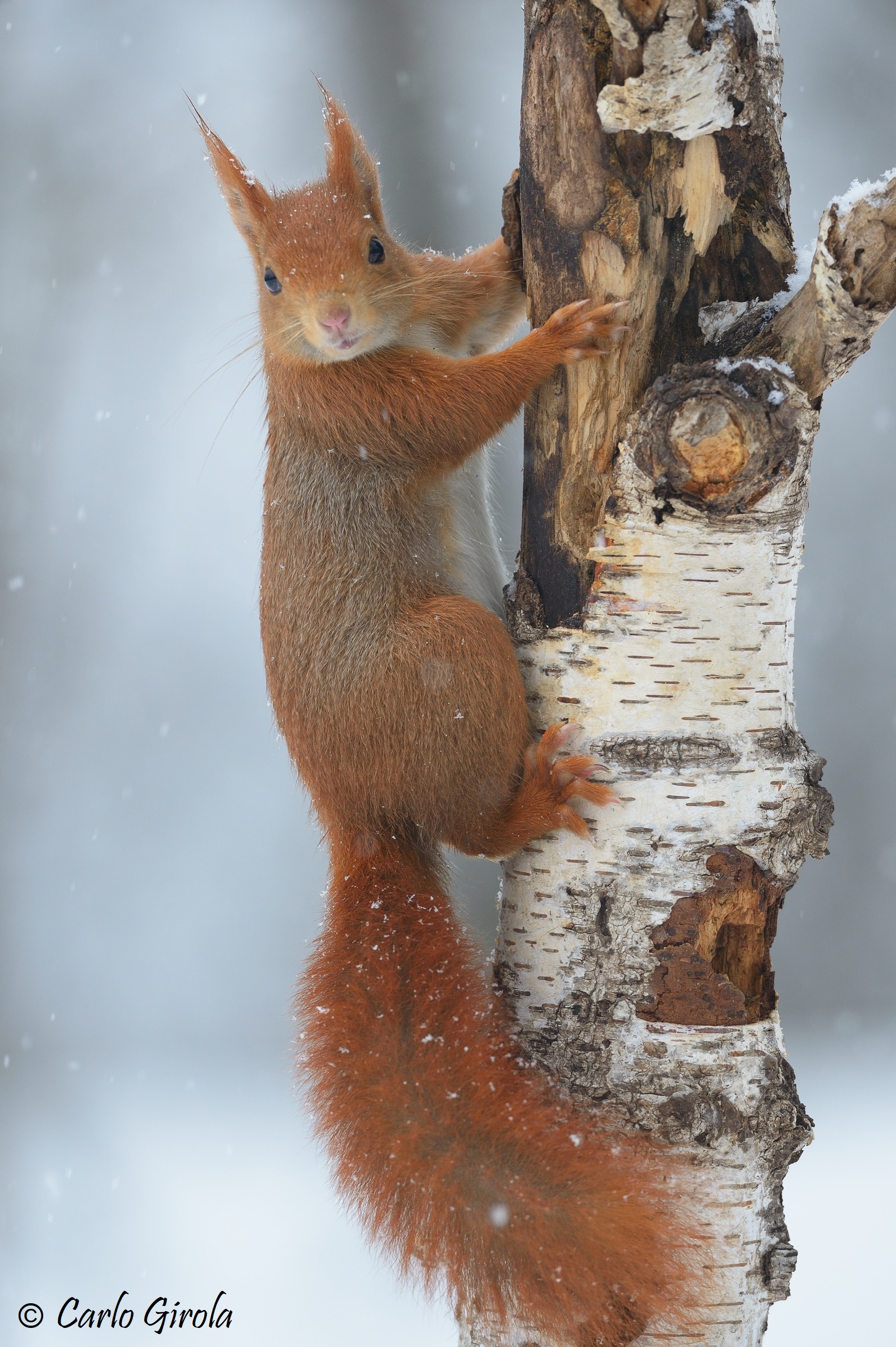 Scoiattolo (Sciurus vulgaris)