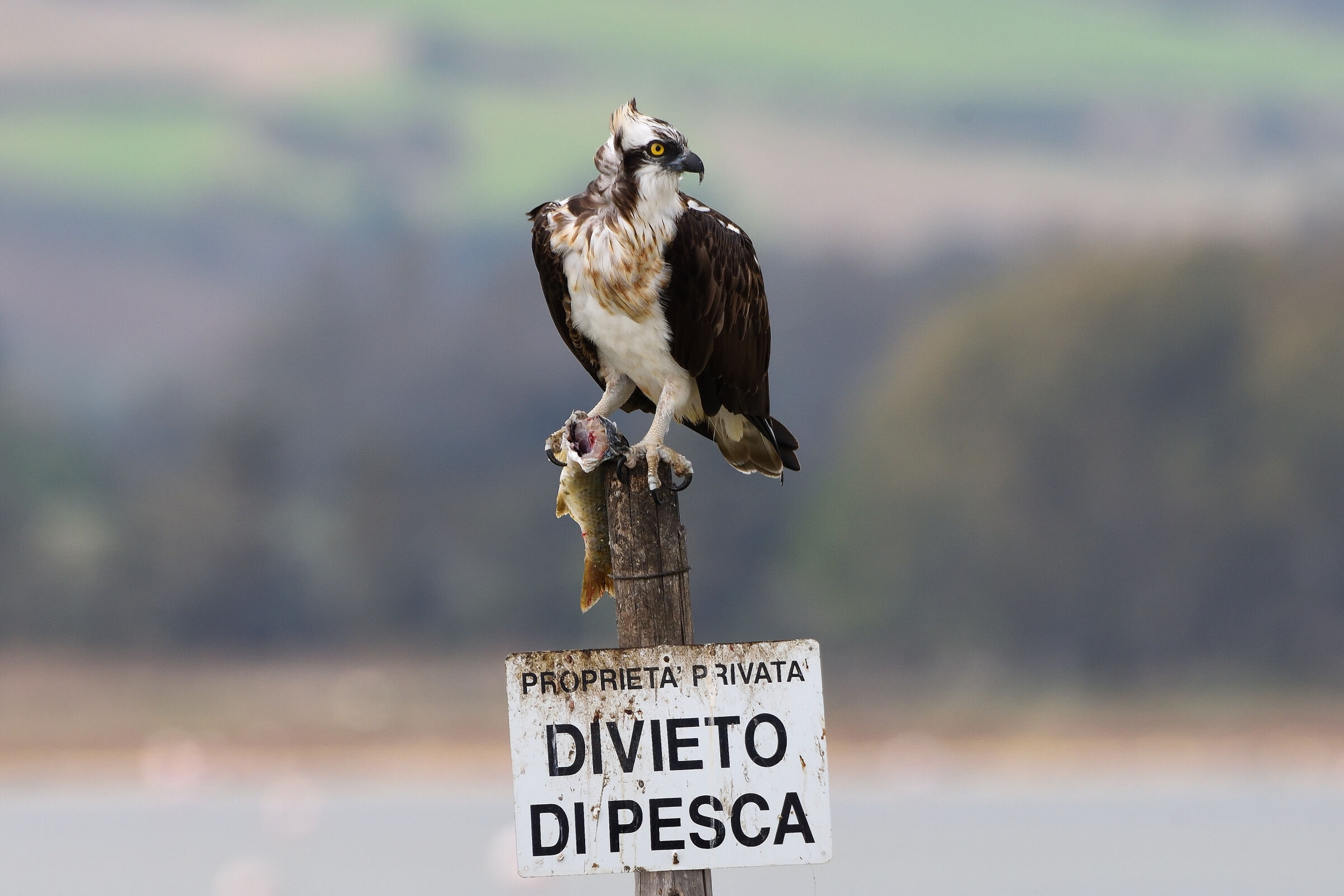 Falco pescatore