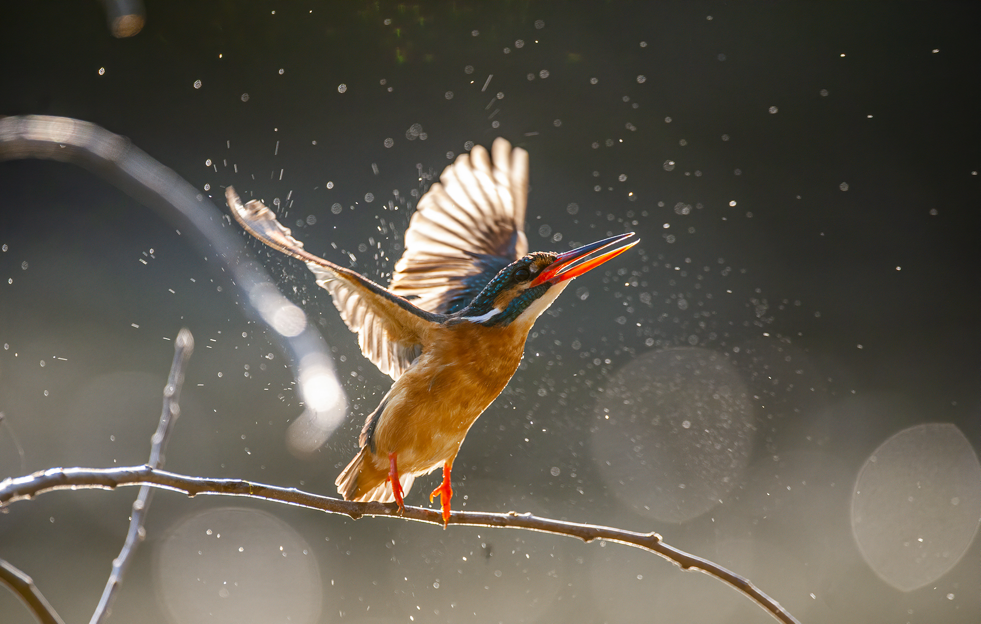 Kingfisher