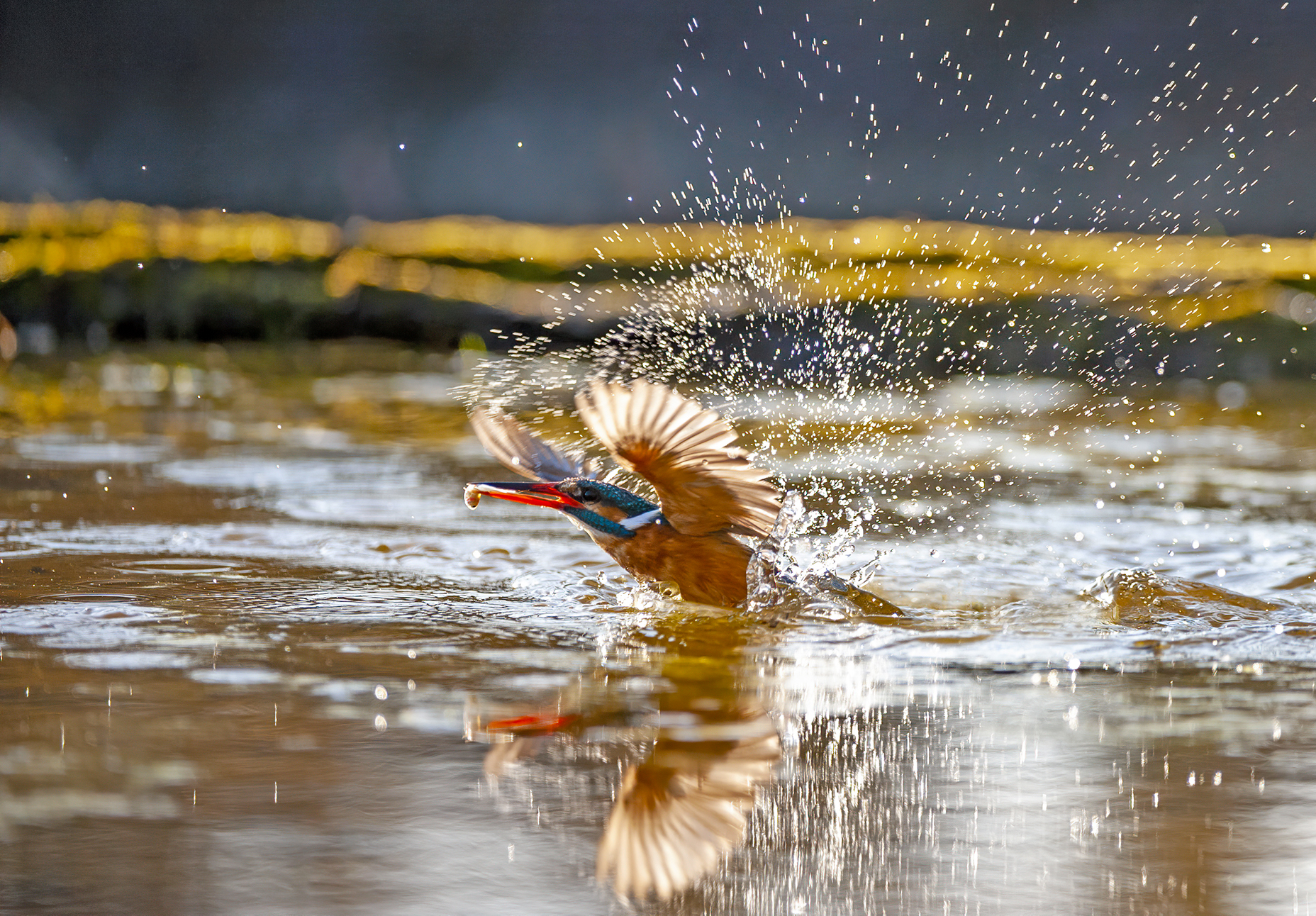 Kingfisher