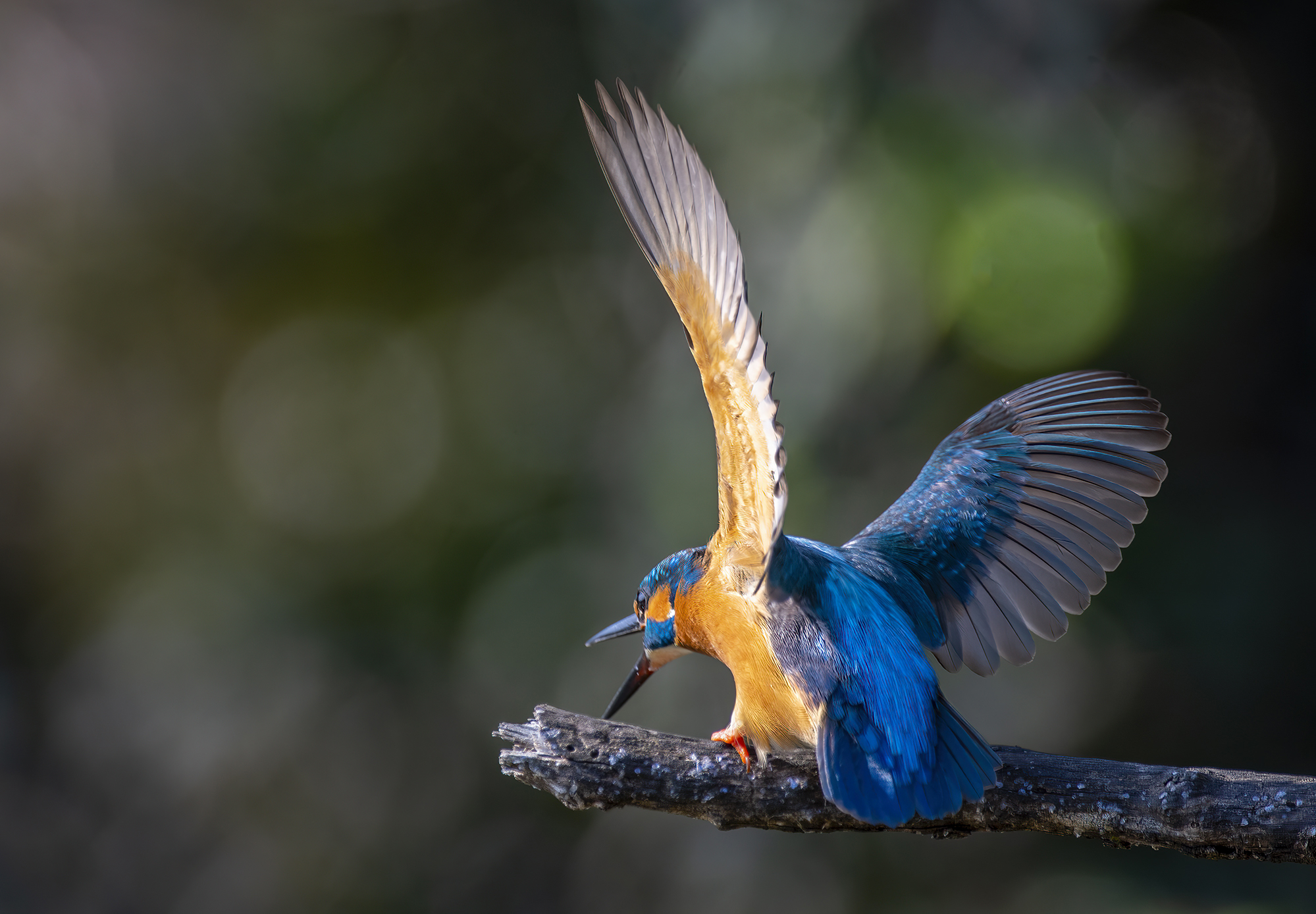 Kingfisher