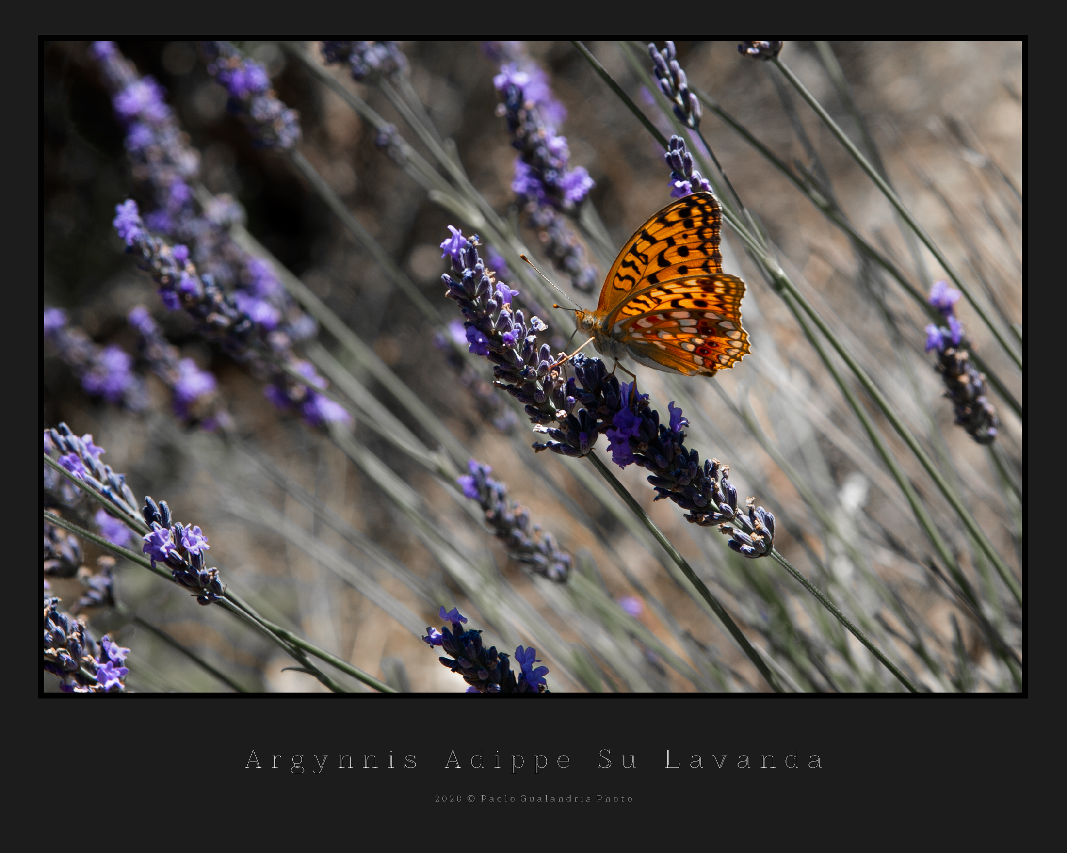 Argynnis Adippe On Lavender