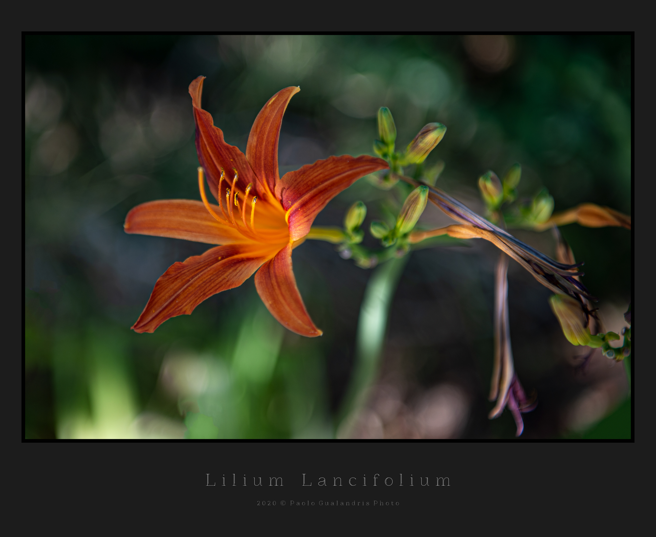 Lilium