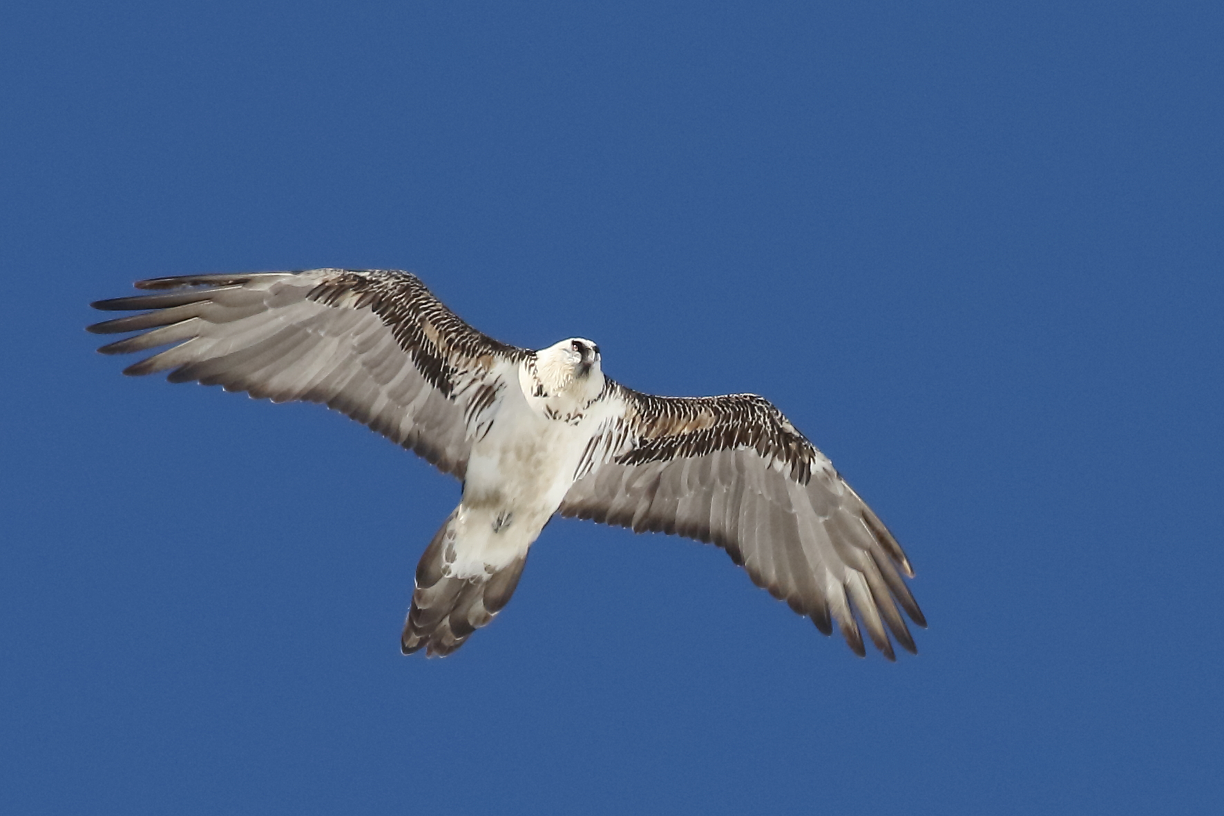 Battle, the White Beard