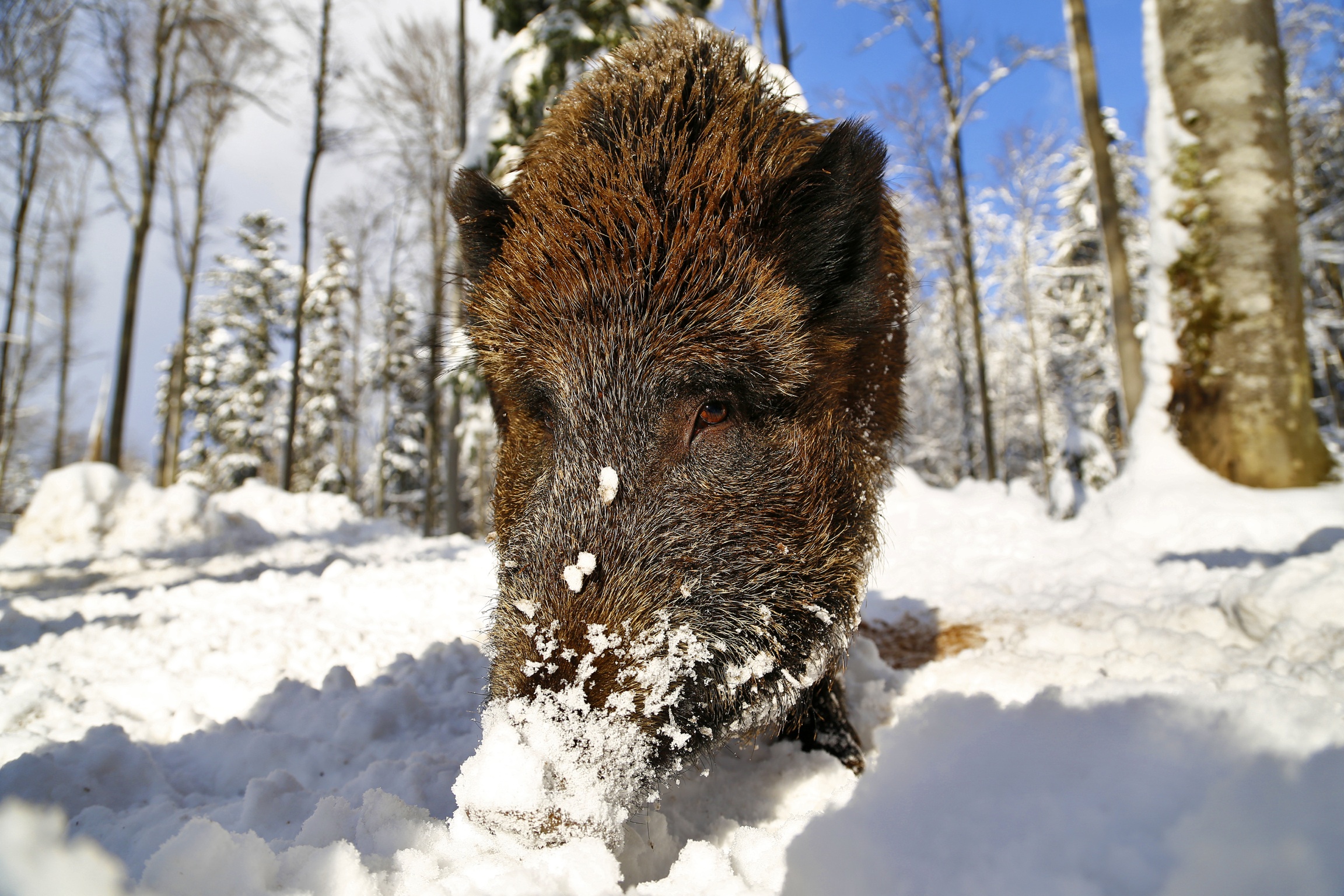 Grufolando nella neve
