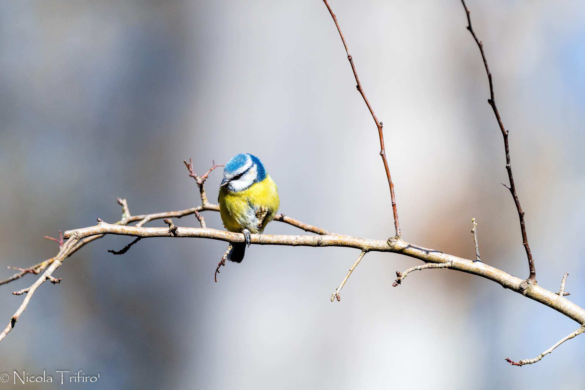 Cinciarella on the branch