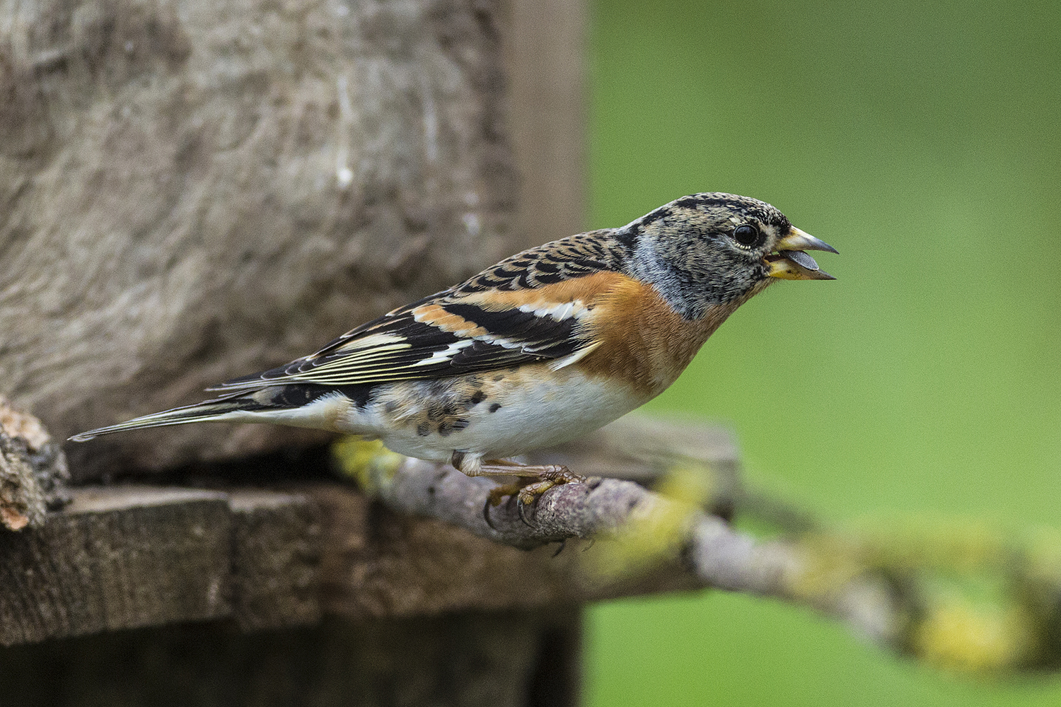 MALE PEPPOLA