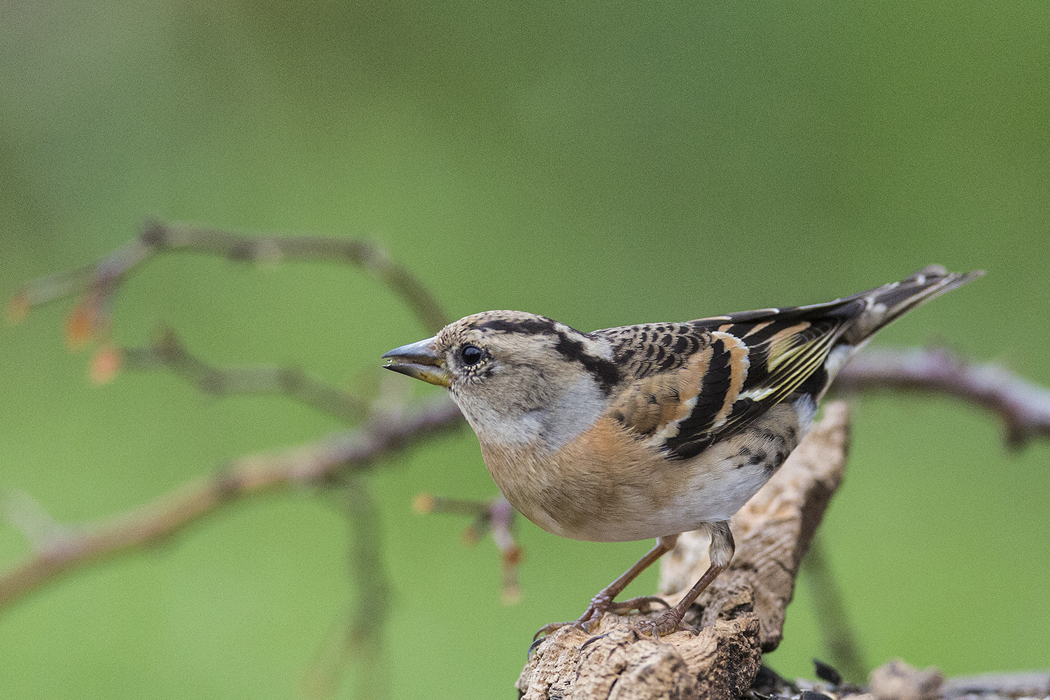 FEMALE PEPPOLA