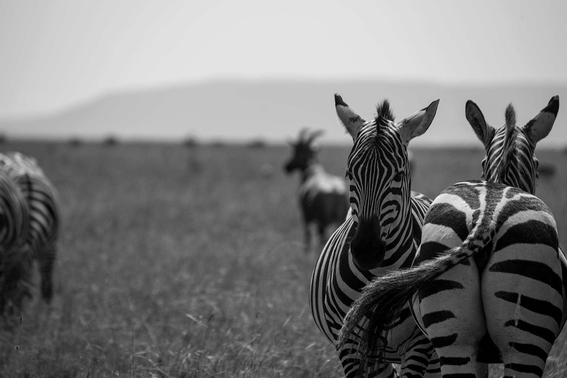 L'ora delle coccole - Masai Mara