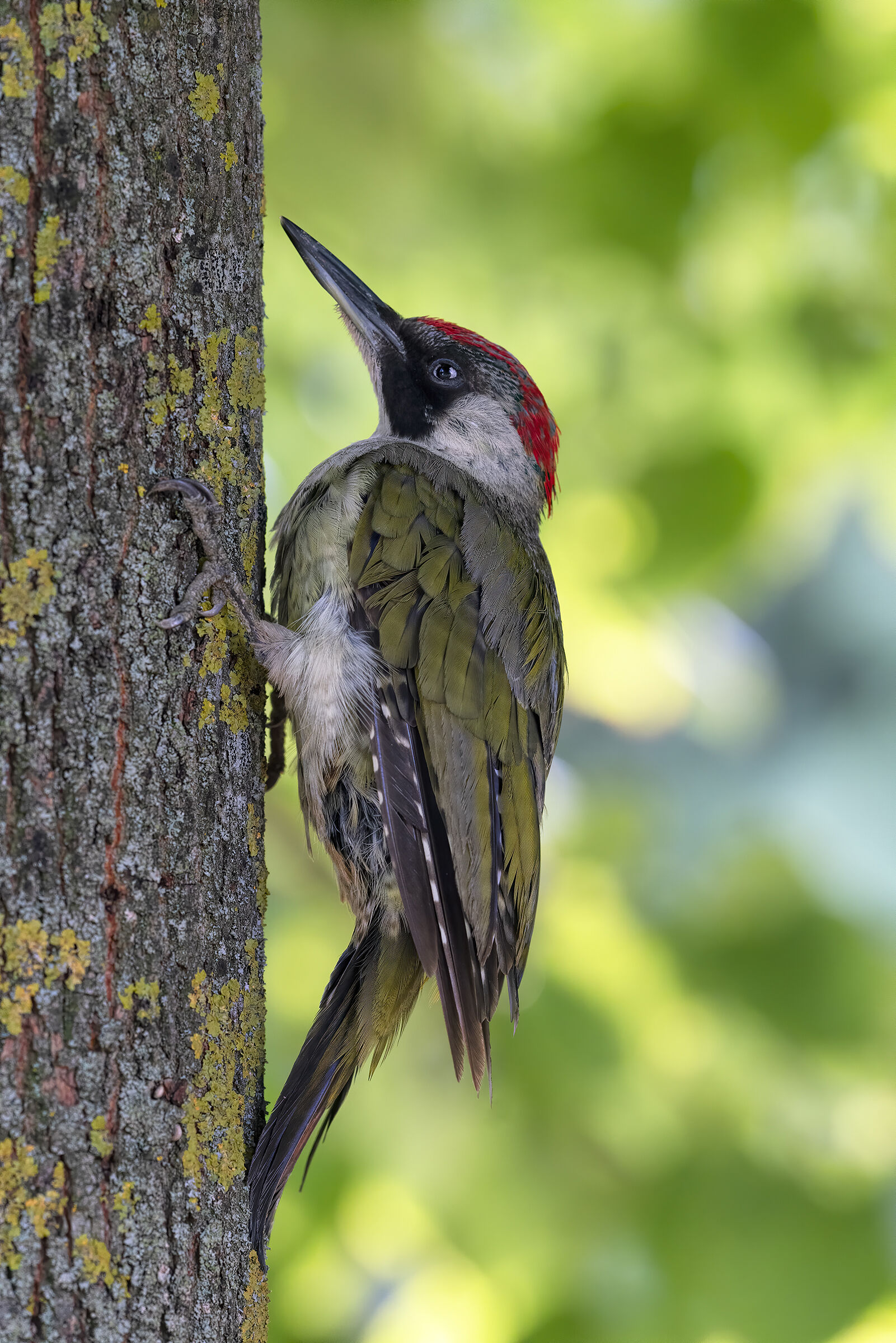 junior green woodpecker