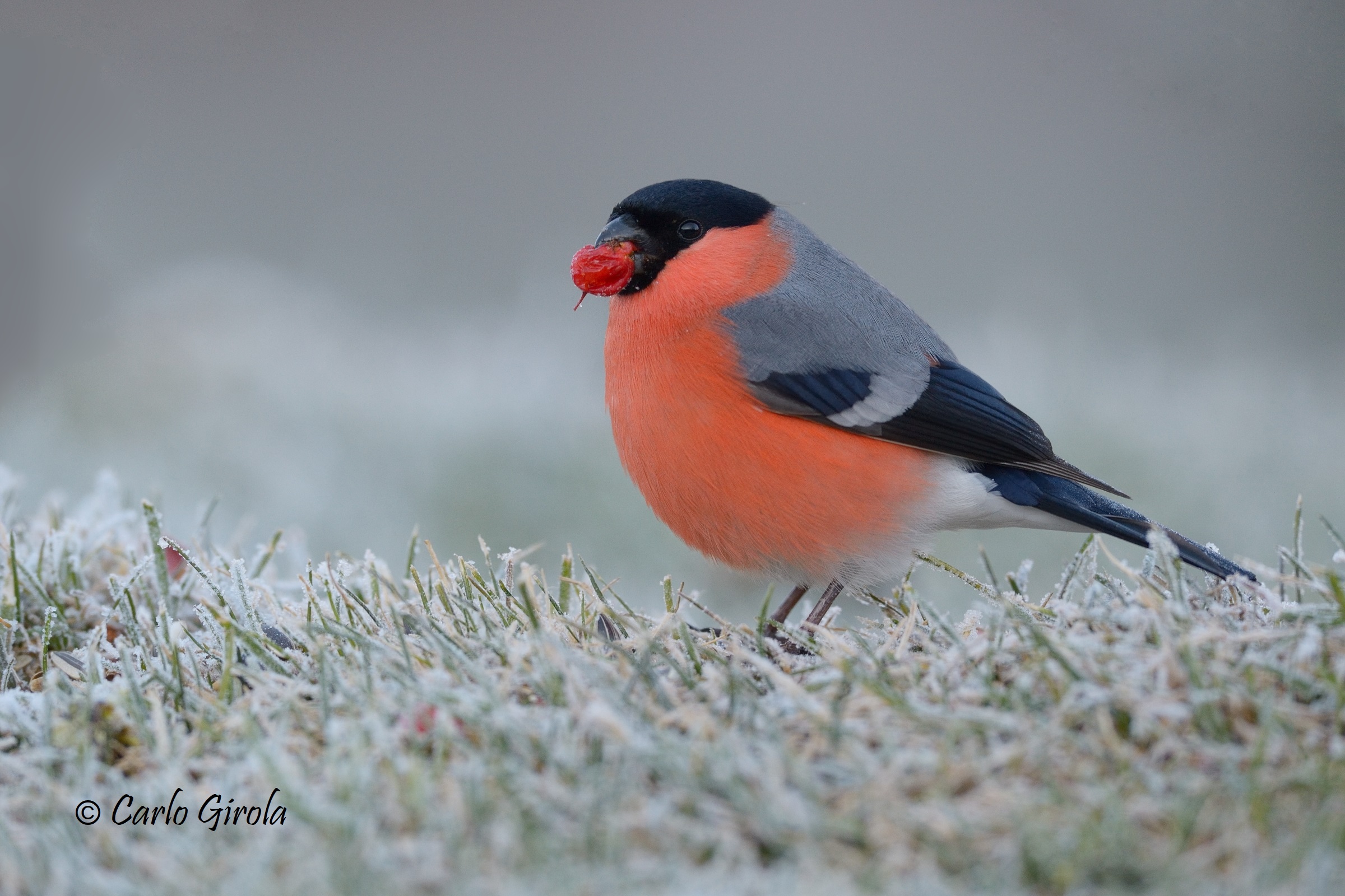 Ciuffolotto (Phyrrula phyrrula)