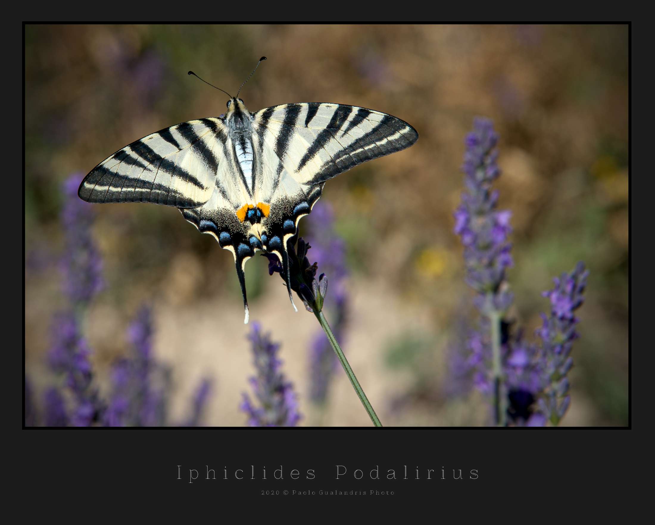 Iphiclides Podalirius