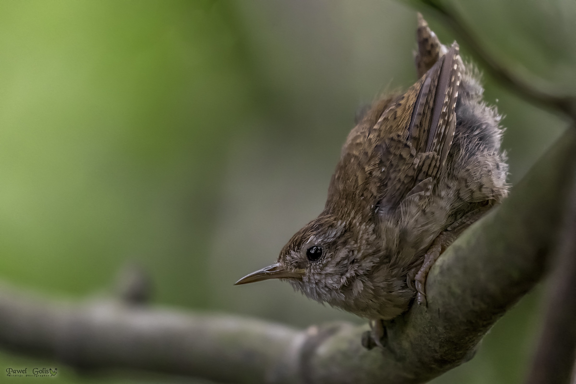 Wren eurasiatico ( Troglodytes troglodytes)