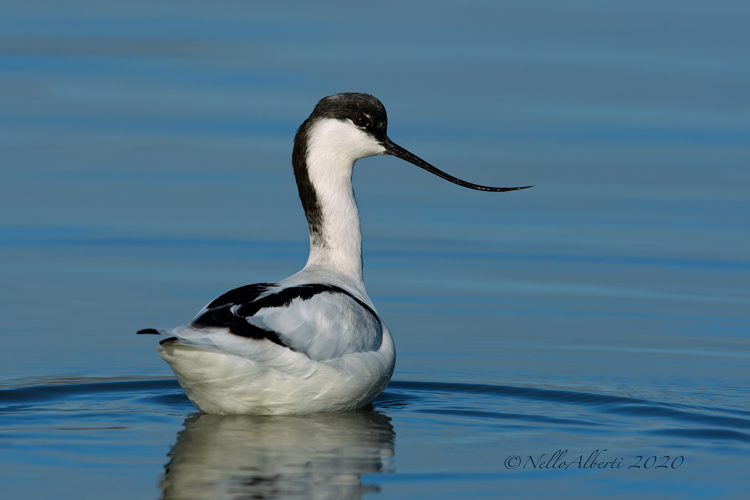 avocetta wwf of Orbetello