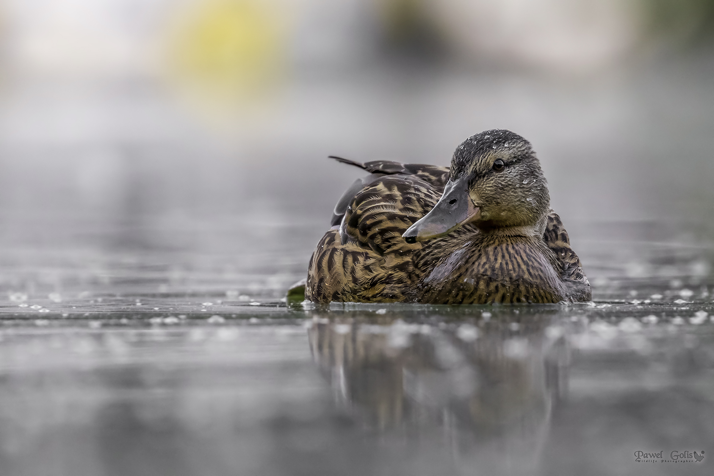 Il germano reale (Anas platyrhynchos)