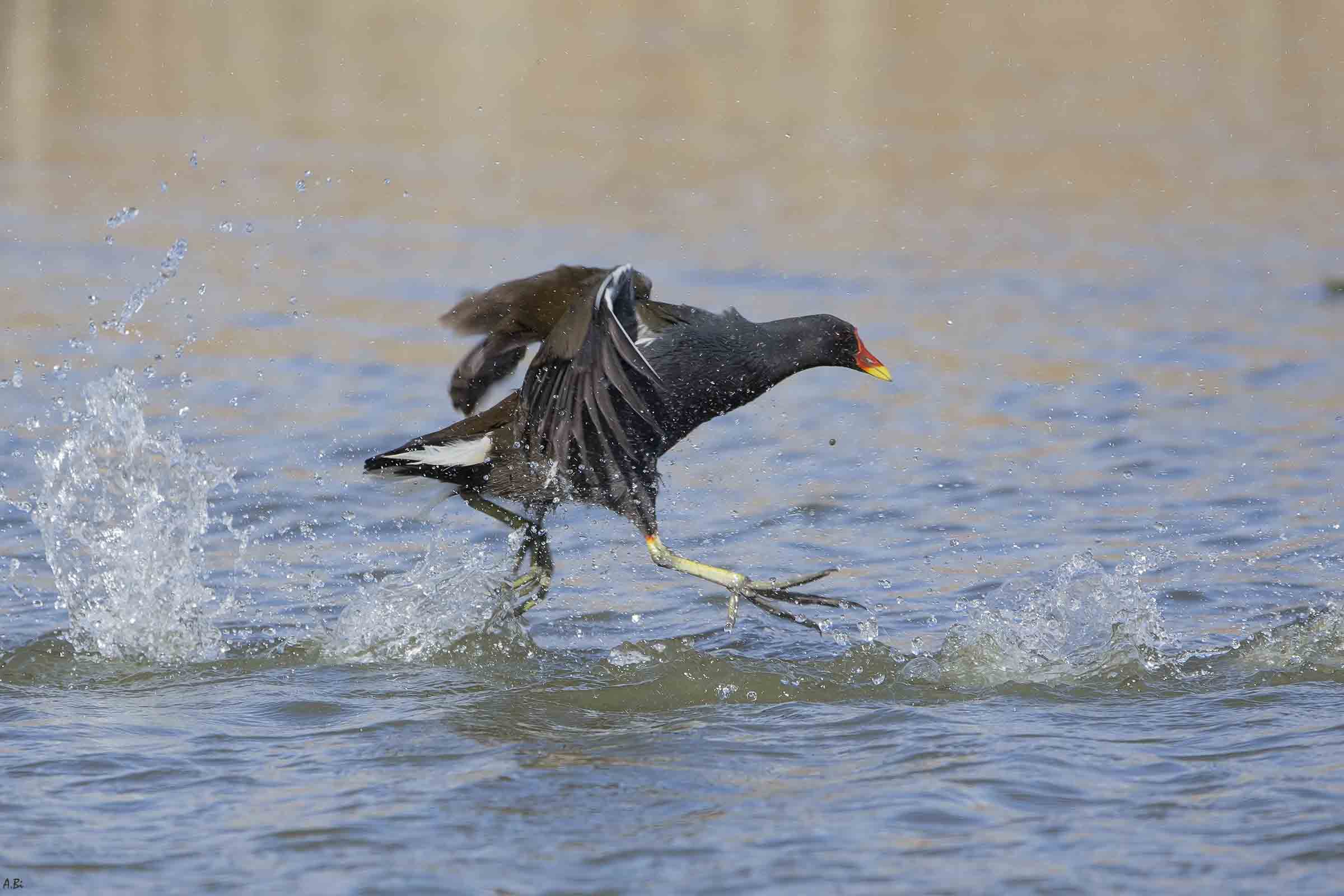 Running on the water