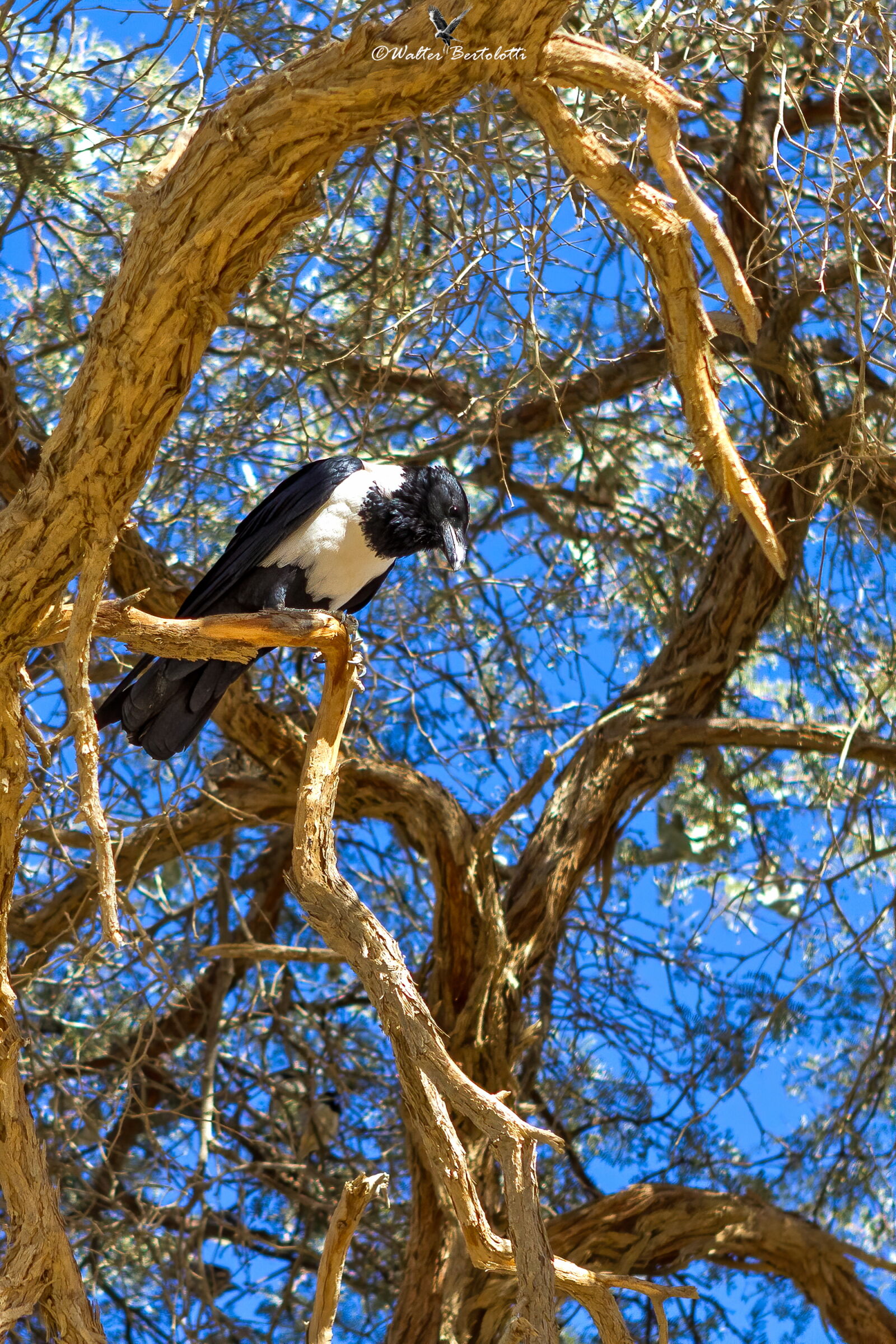 corvo dalla gualdrappa - Corvus albus