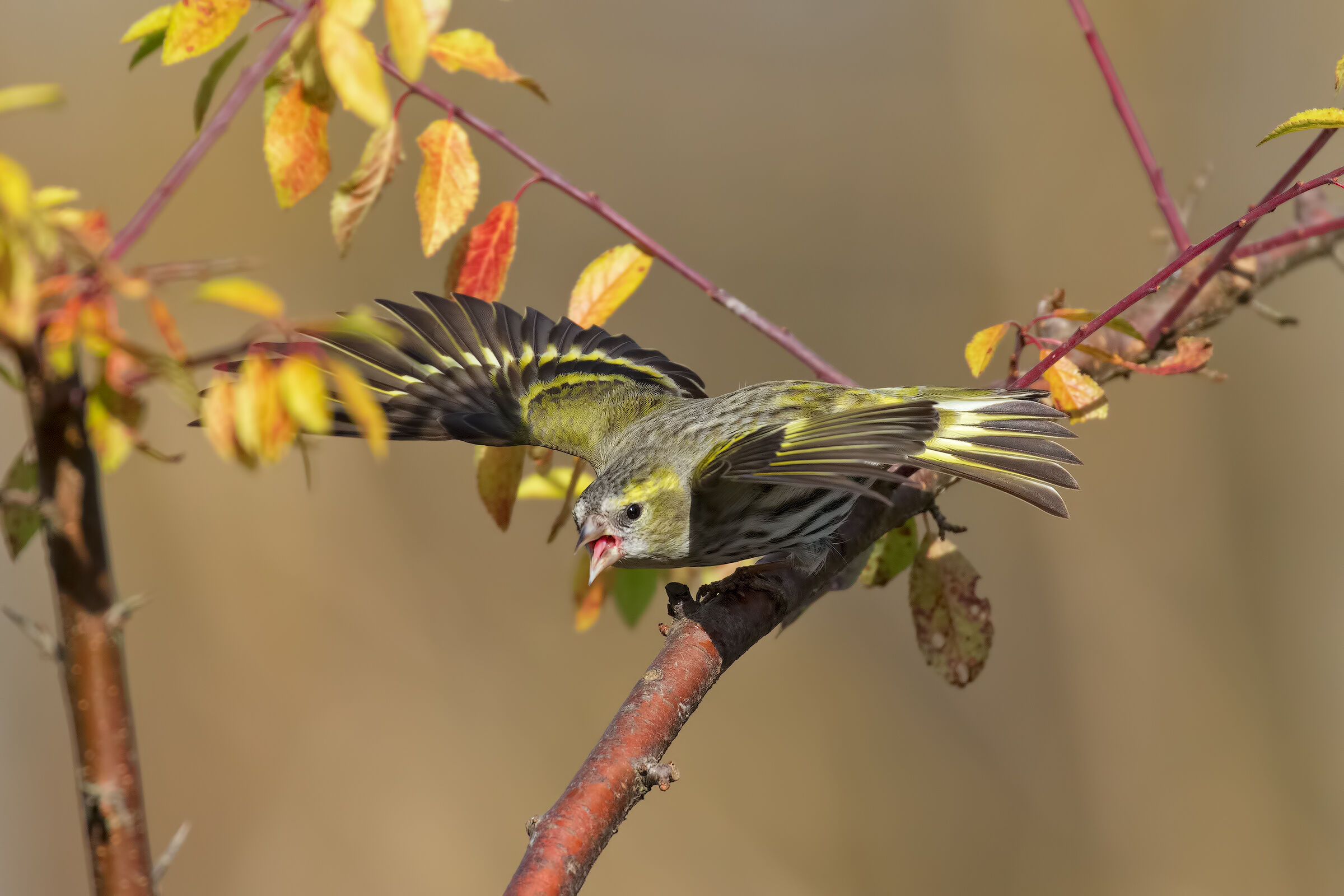 Aggressività' (Lucherino Femmina)