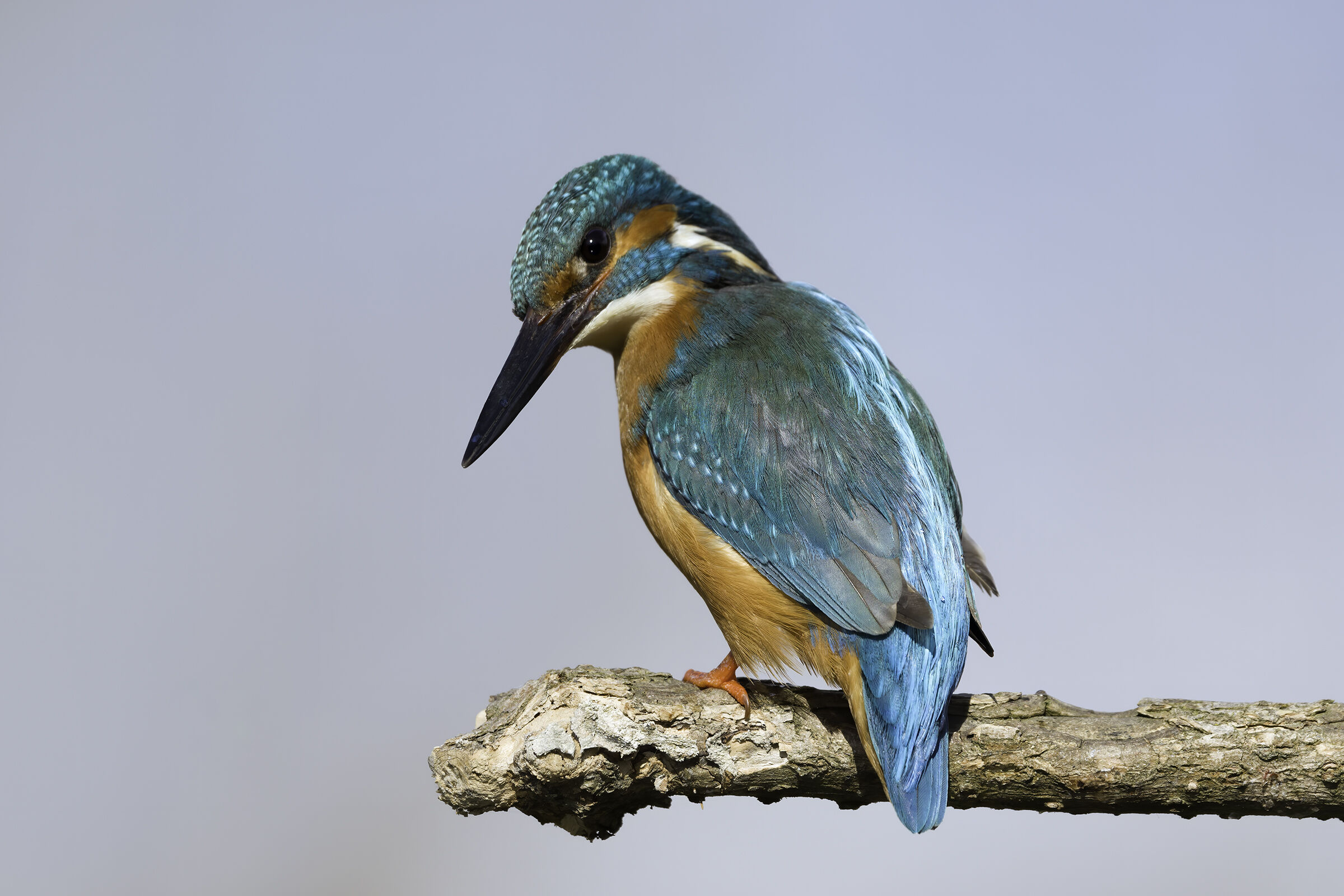 Kingfisher