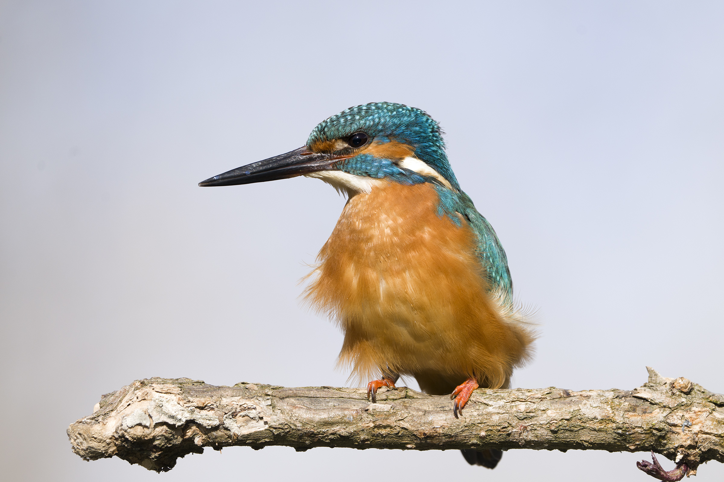 Kingfisher