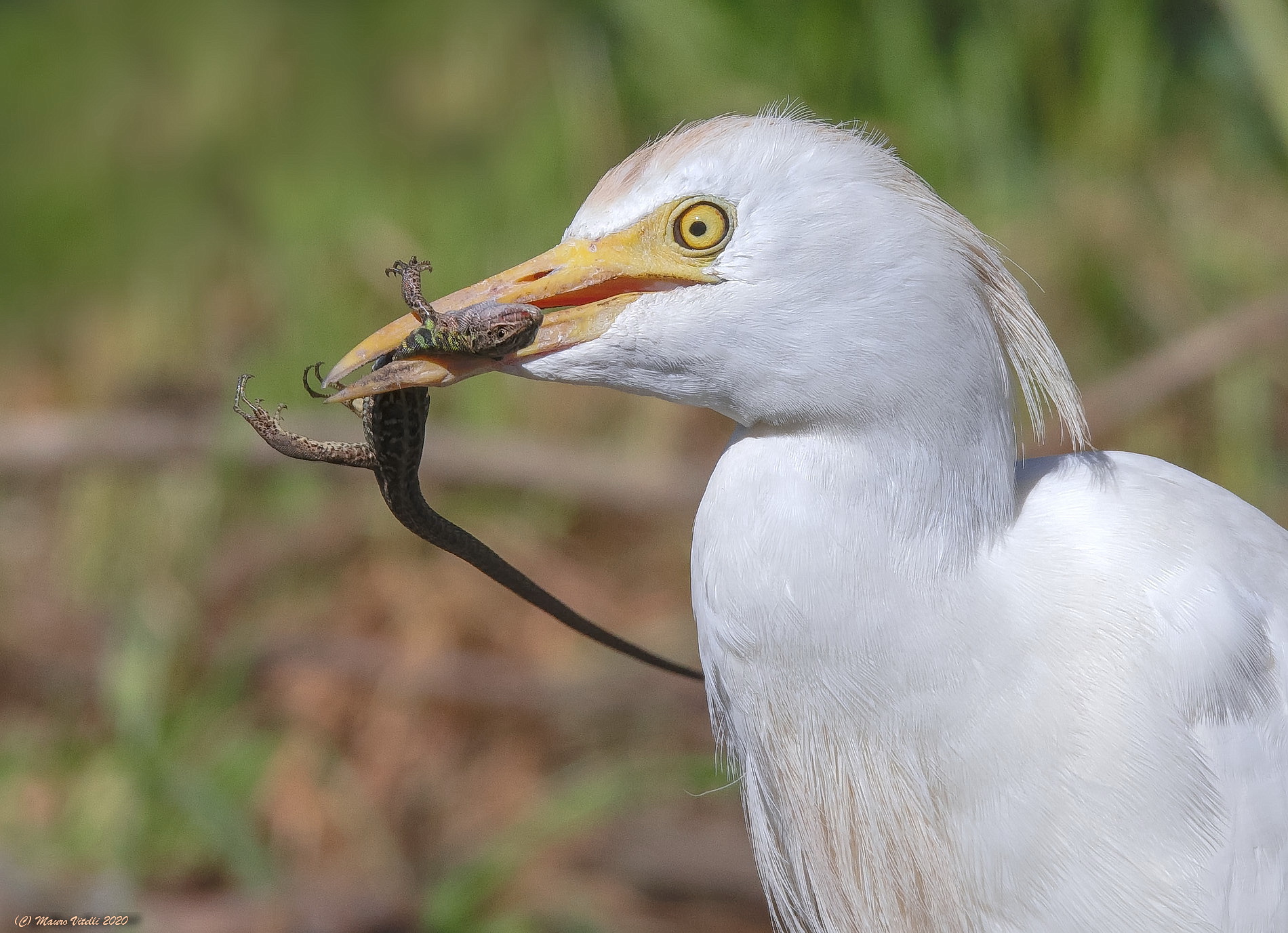 Airone Guardabuoi (Bulbulcus ibis)