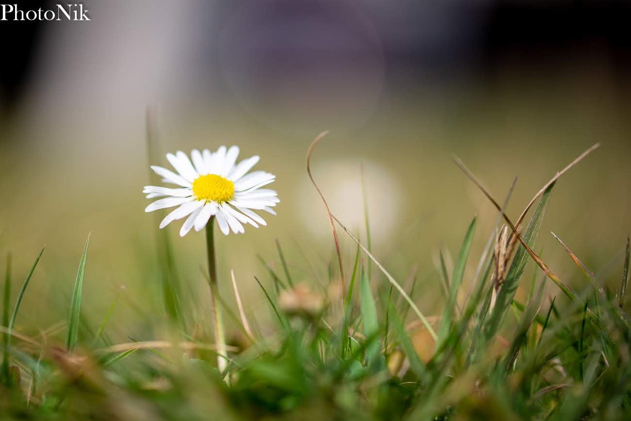La primavera si erge