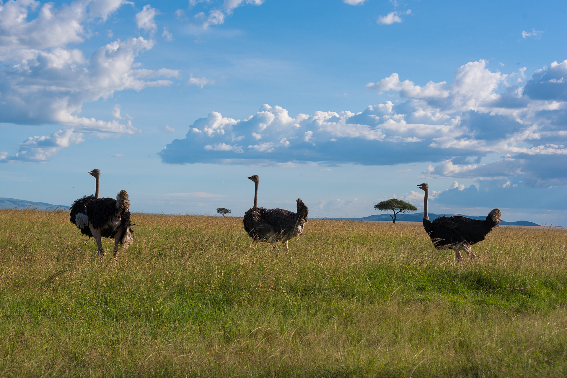 Ostrich and Savannah - Masai Mara