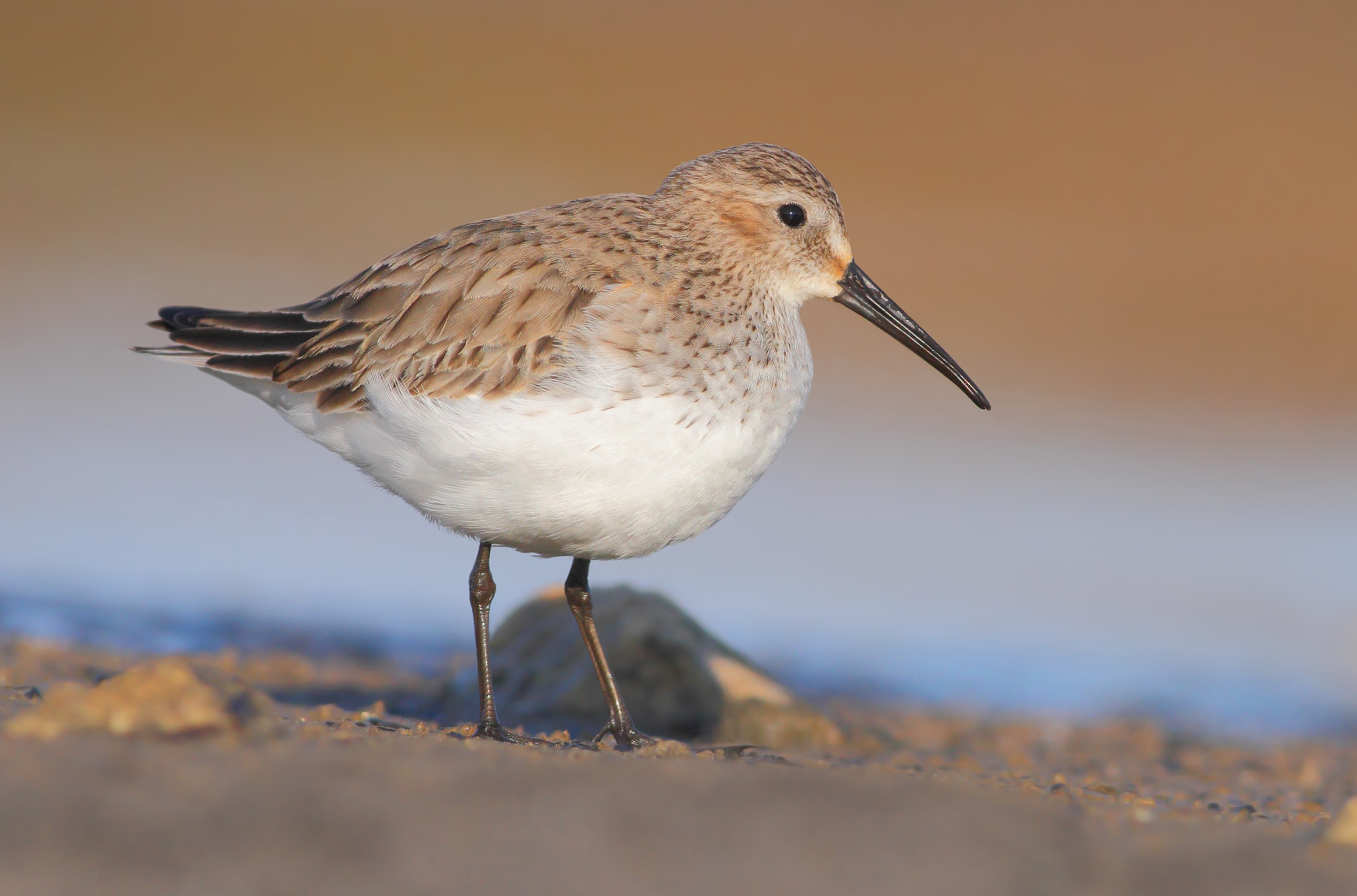 Piovanello pancianera