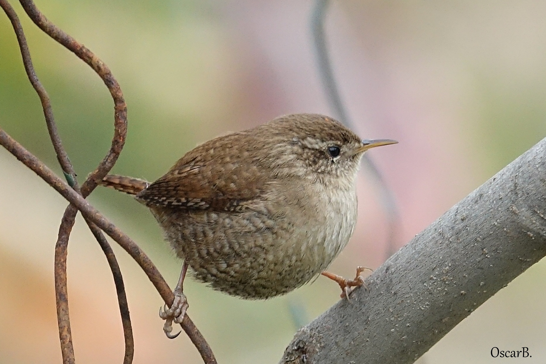 Scricciolo calibrazione