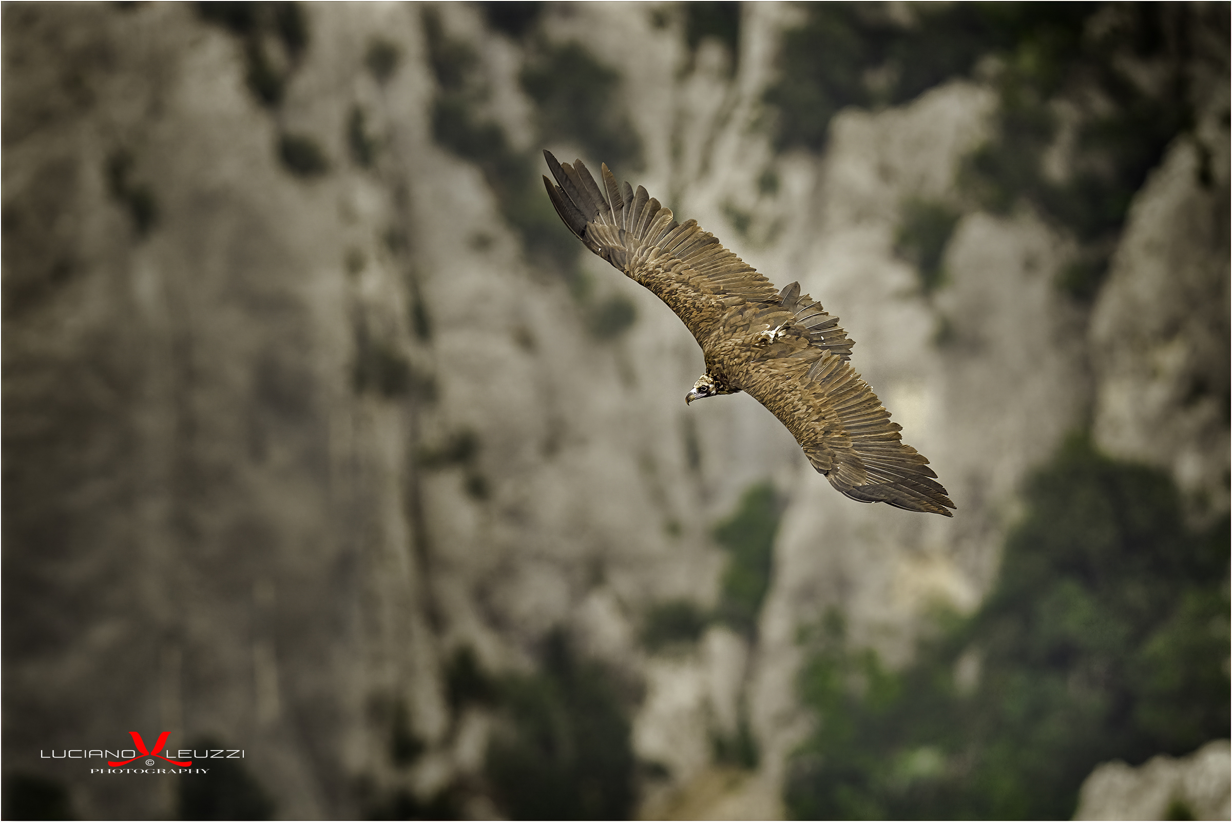 The flight of Monaco