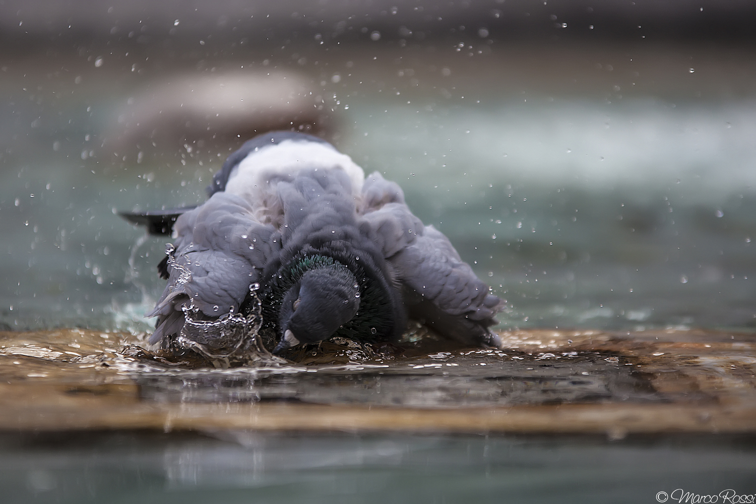 Riprendiamo di buona lena