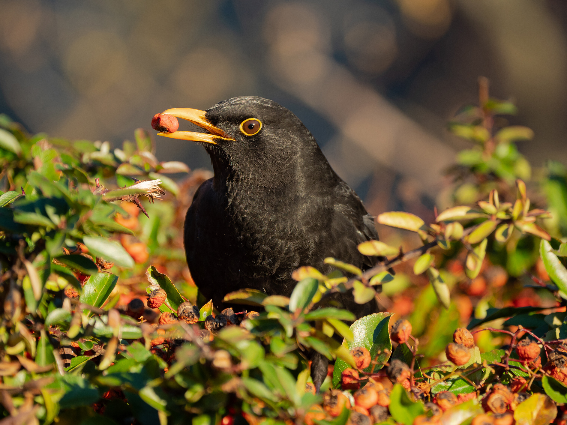Dieta con bacche di Piracanta.